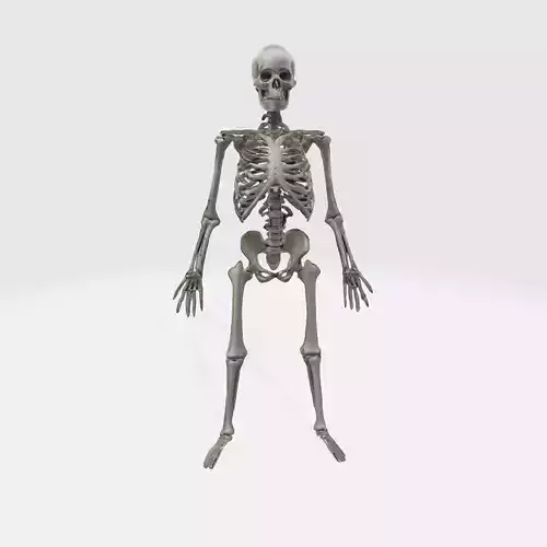 A full-body skeleton