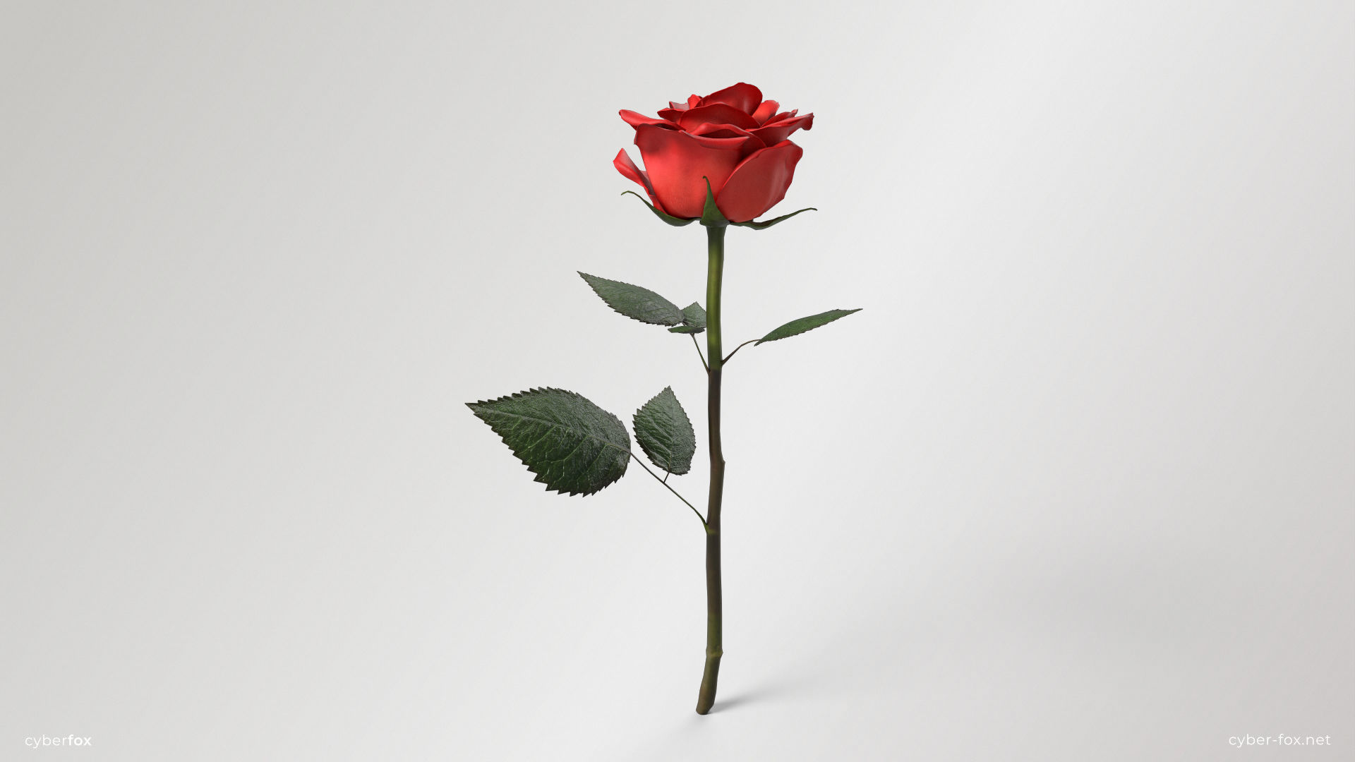 Rose Flower In 4 Colors Low-poly 3D model_7