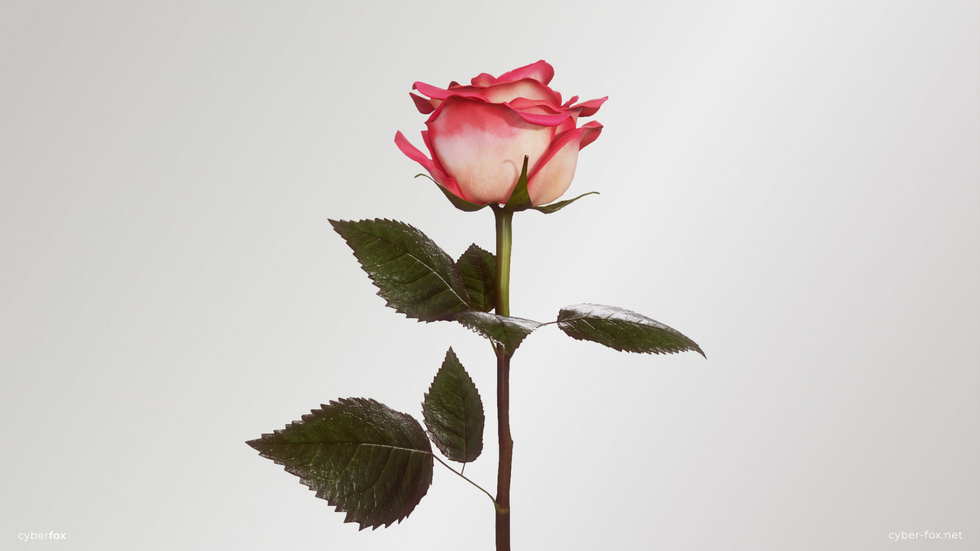 Rose Flower In 4 Colors Low-poly 3D model_2