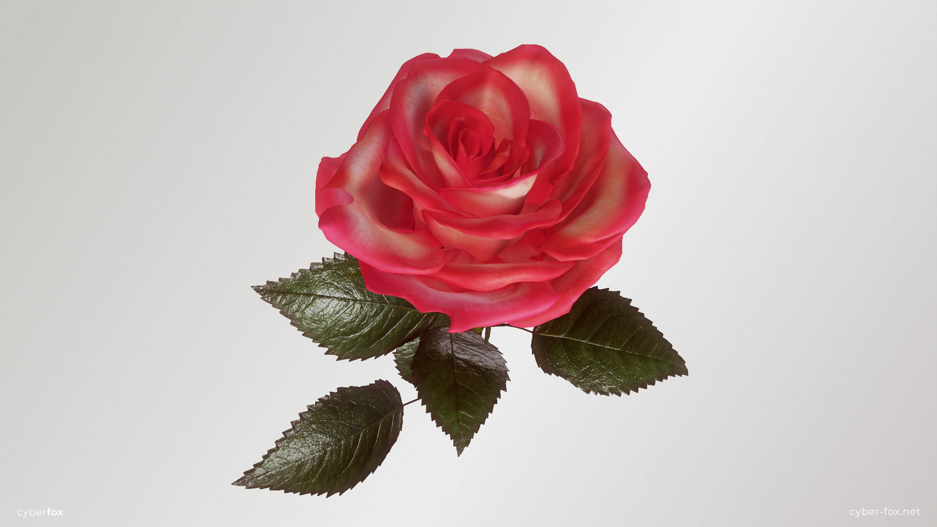 Rose Flower In 4 Colors Low-poly 3D model_4