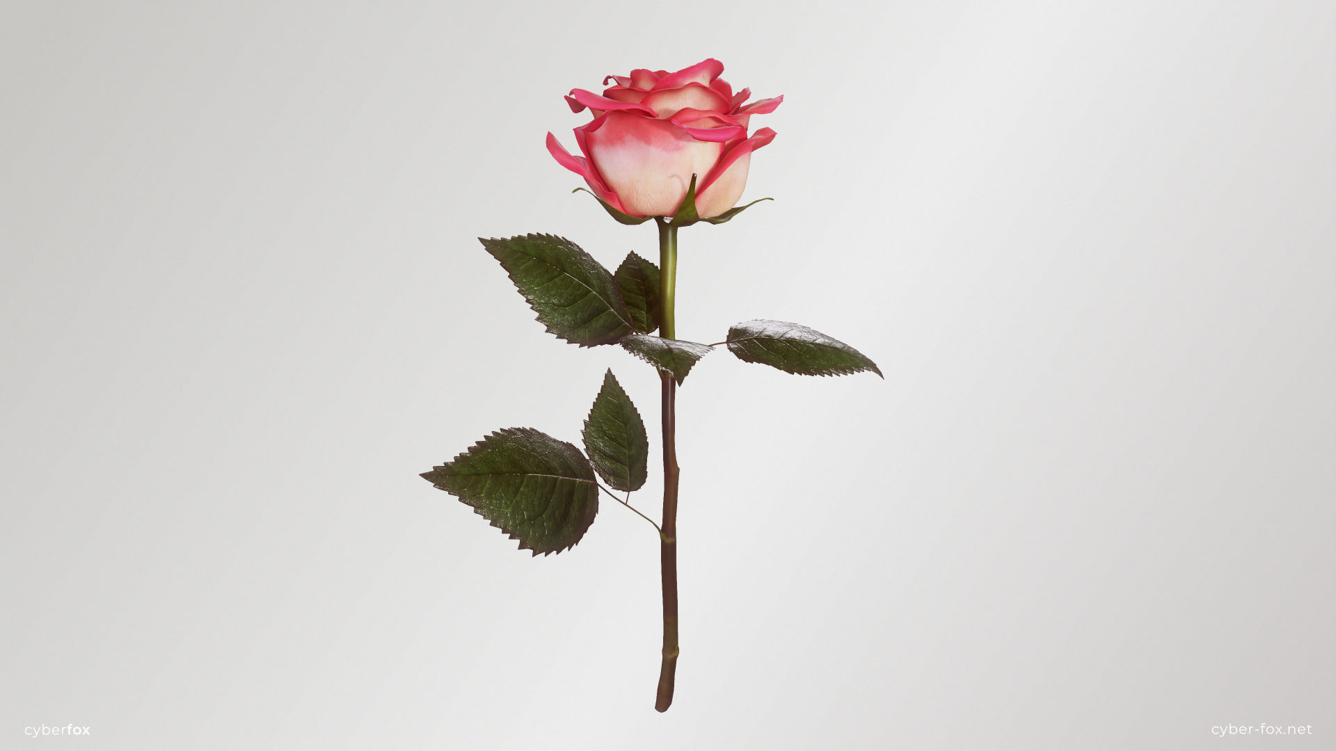 Rose Flower In 4 Colors Low-poly 3D model_1