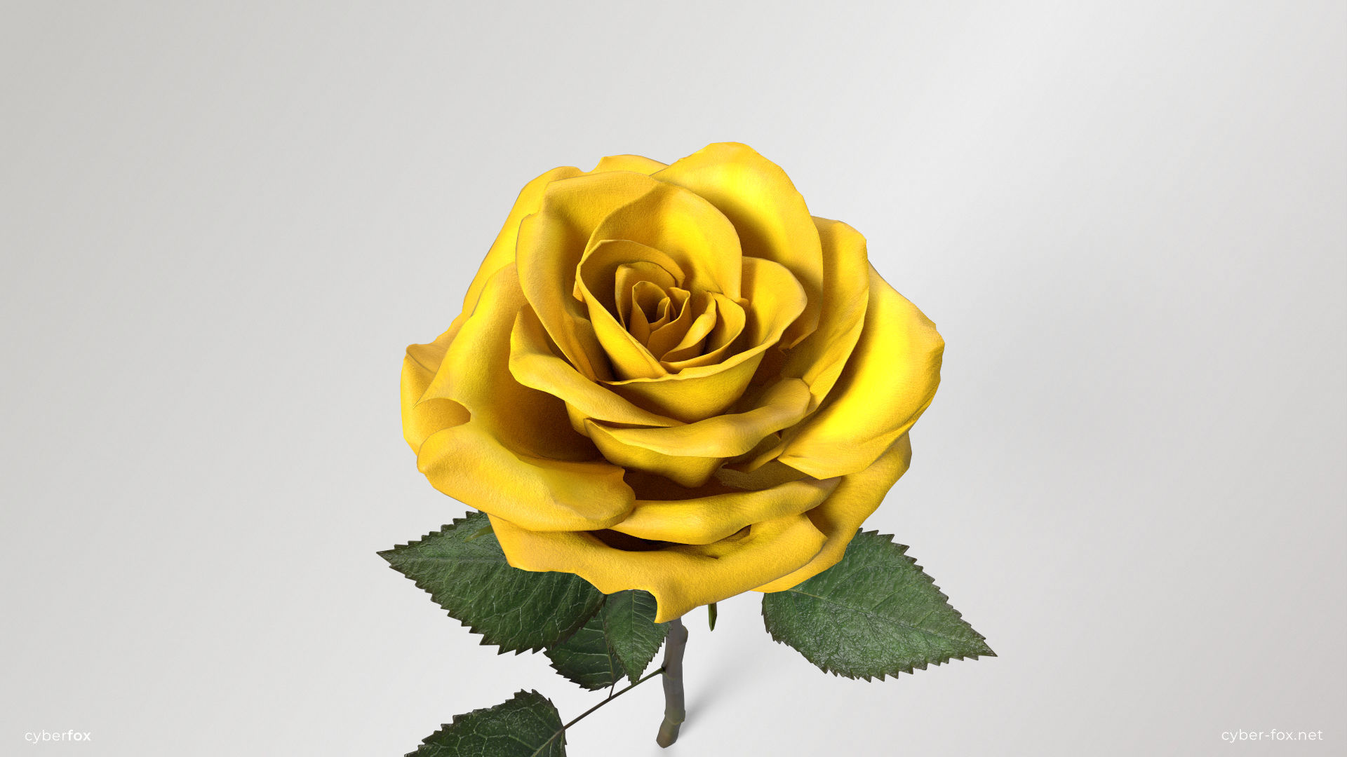 Rose Flower In 4 Colors Low-poly 3D model_10