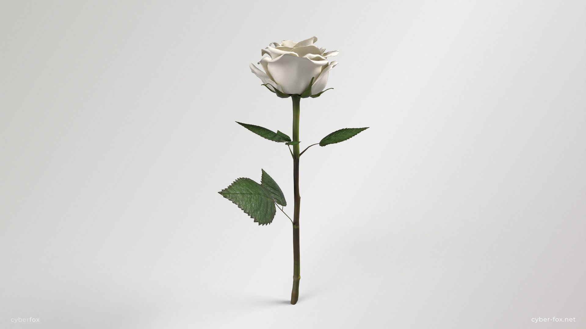 Rose Flower In 4 Colors Low-poly 3D model_5