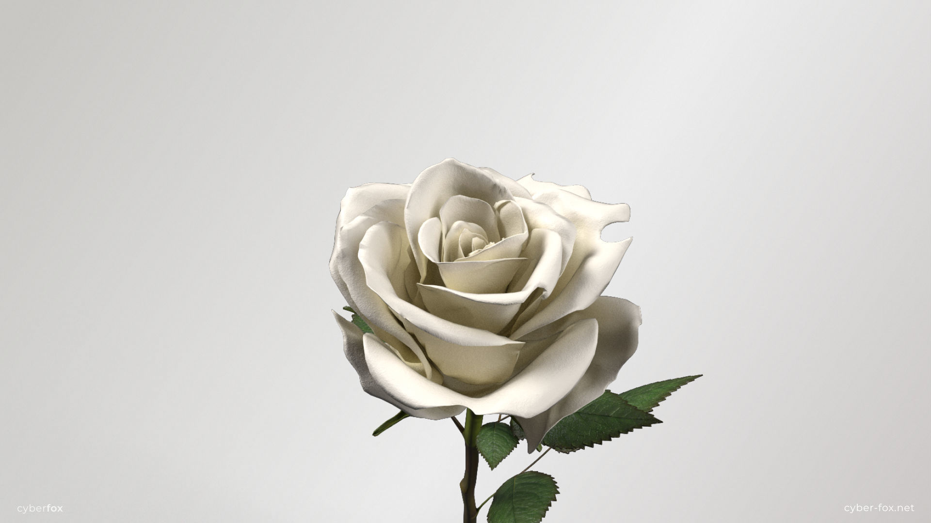 Rose Flower In 4 Colors Low-poly 3D model_6