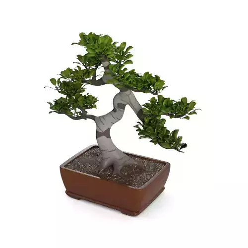 Home plants Bonsai Tree