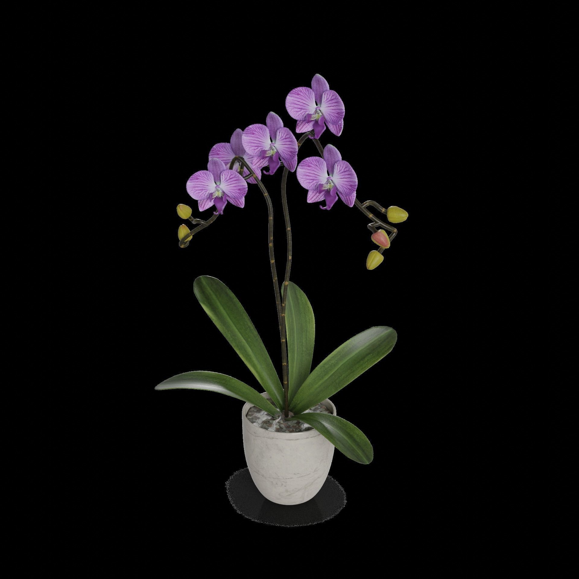 Home plants Orchid in Ceramic Pot 3D model_1
