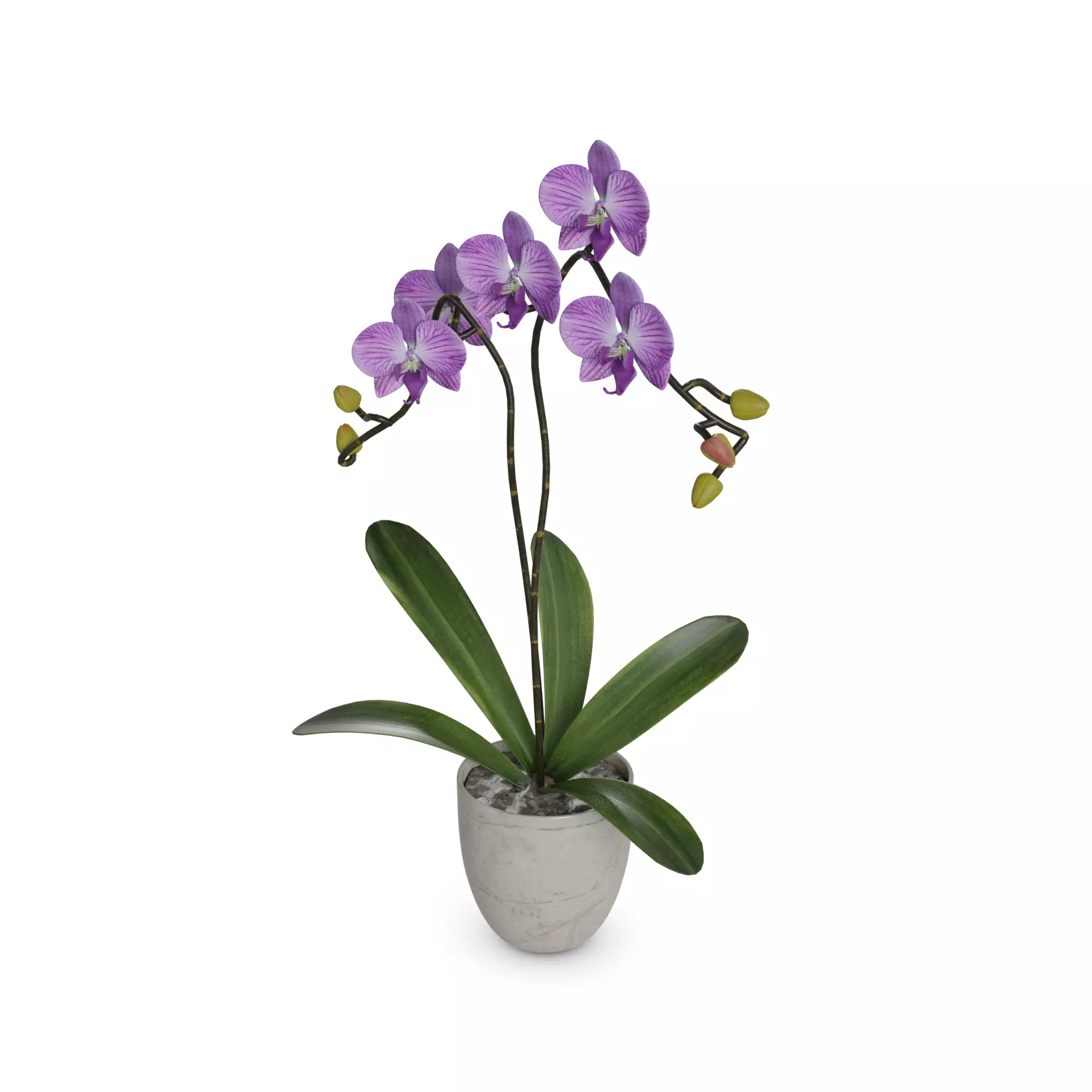 Home plants Orchid in Ceramic Pot 3D model_0