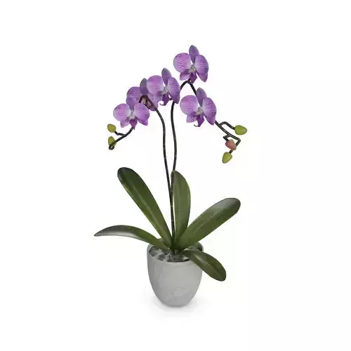 Home plants Orchid in Ceramic Pot 3D model