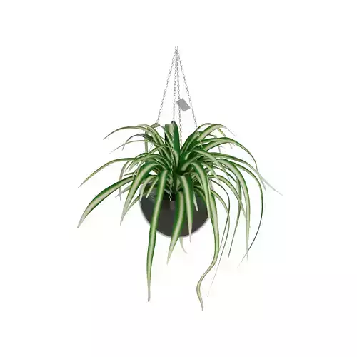 Home plants Hanging Spider Plant