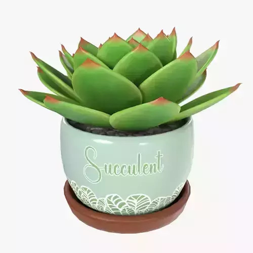 Home plants Potted Succulent