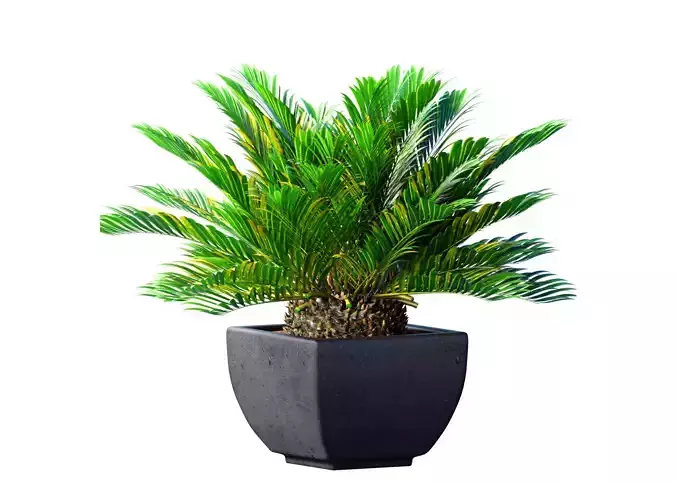 Decorative Evergreen Cycas Palm Tree in lower pot Urn ArtDeco