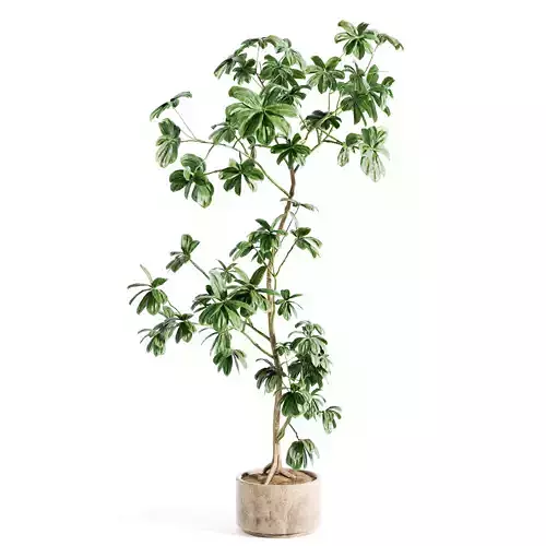 schefflera plant