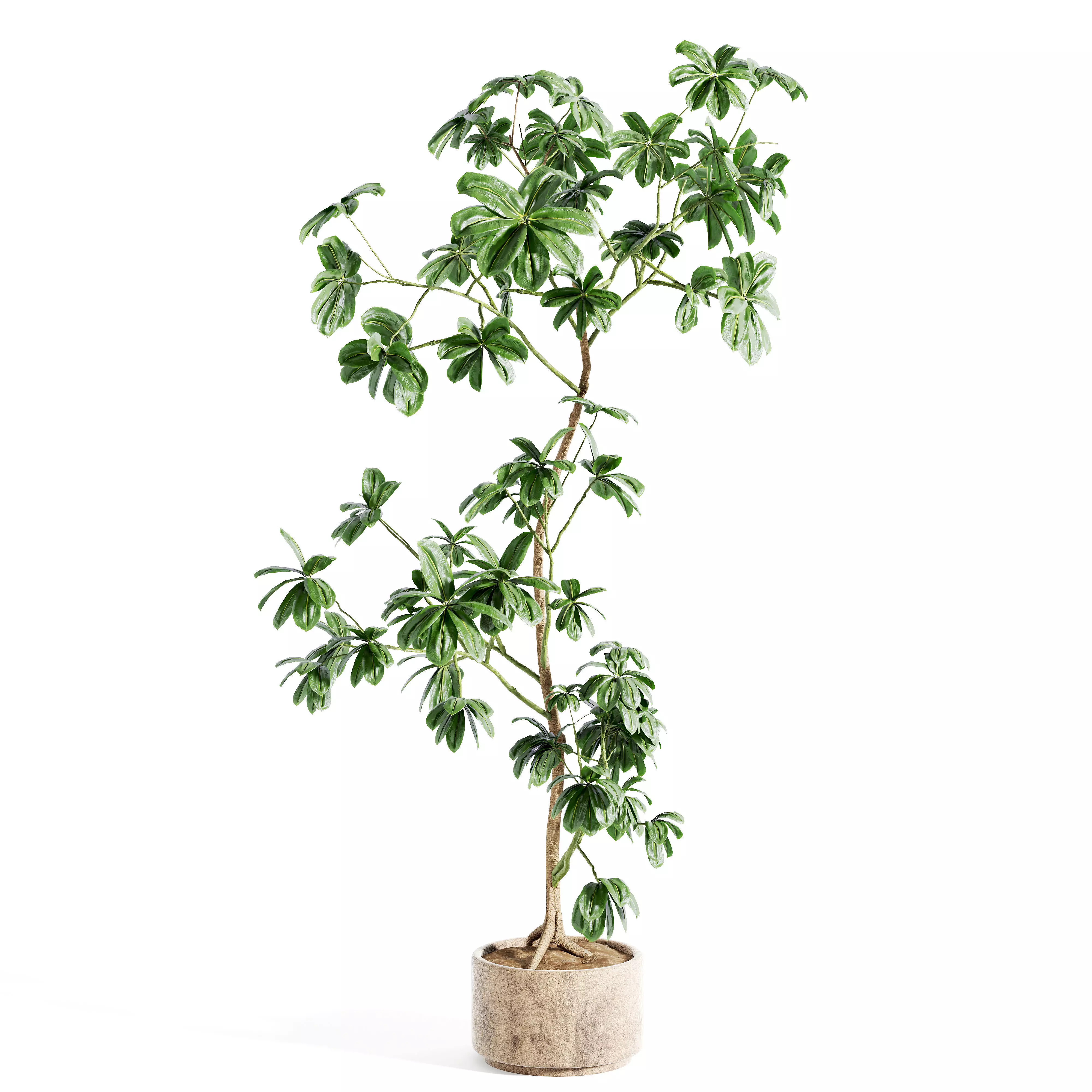 schefflera plant 3D model