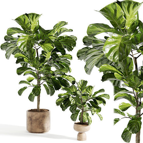 indoor plant 316 3D model