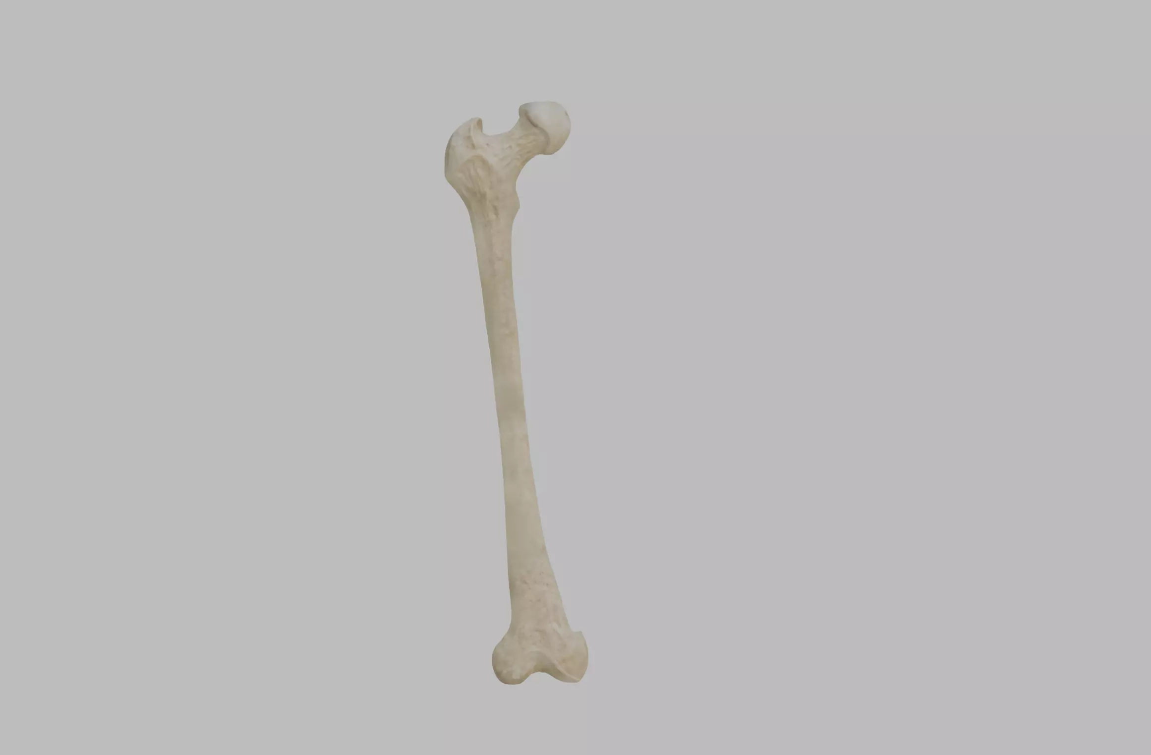 Femur 3D model