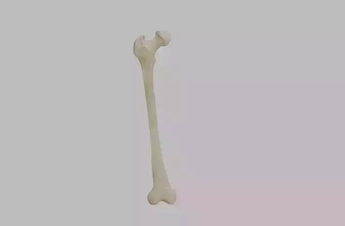 Femur