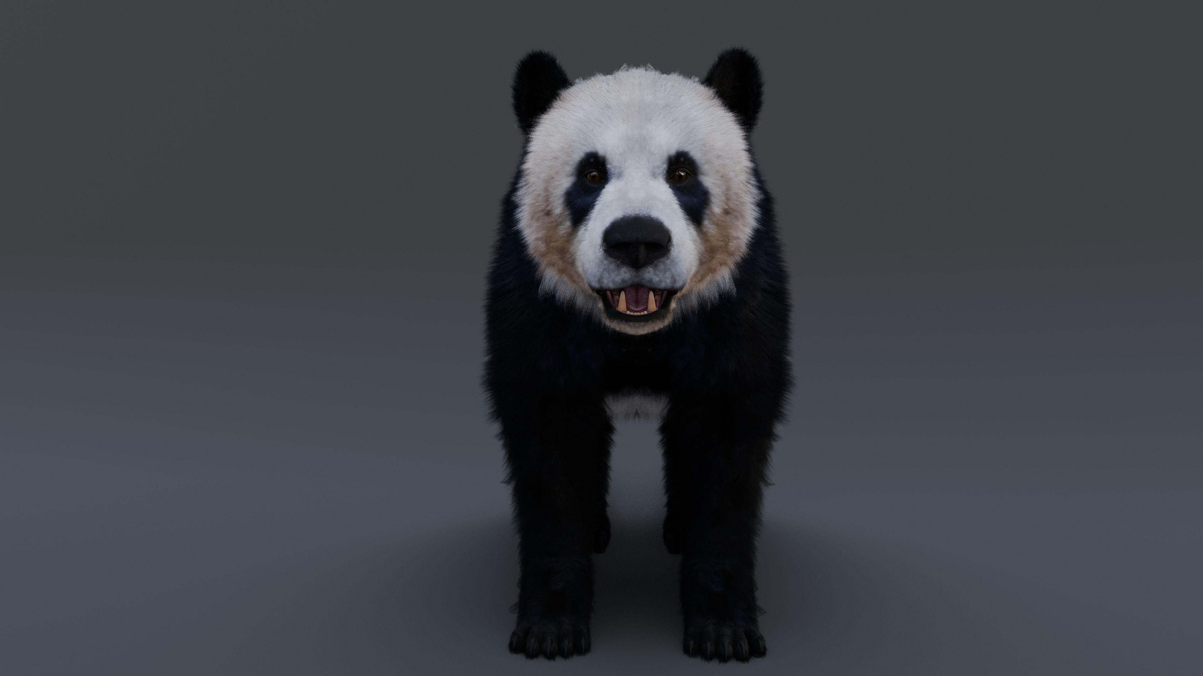 Panda Bear 3D model_6