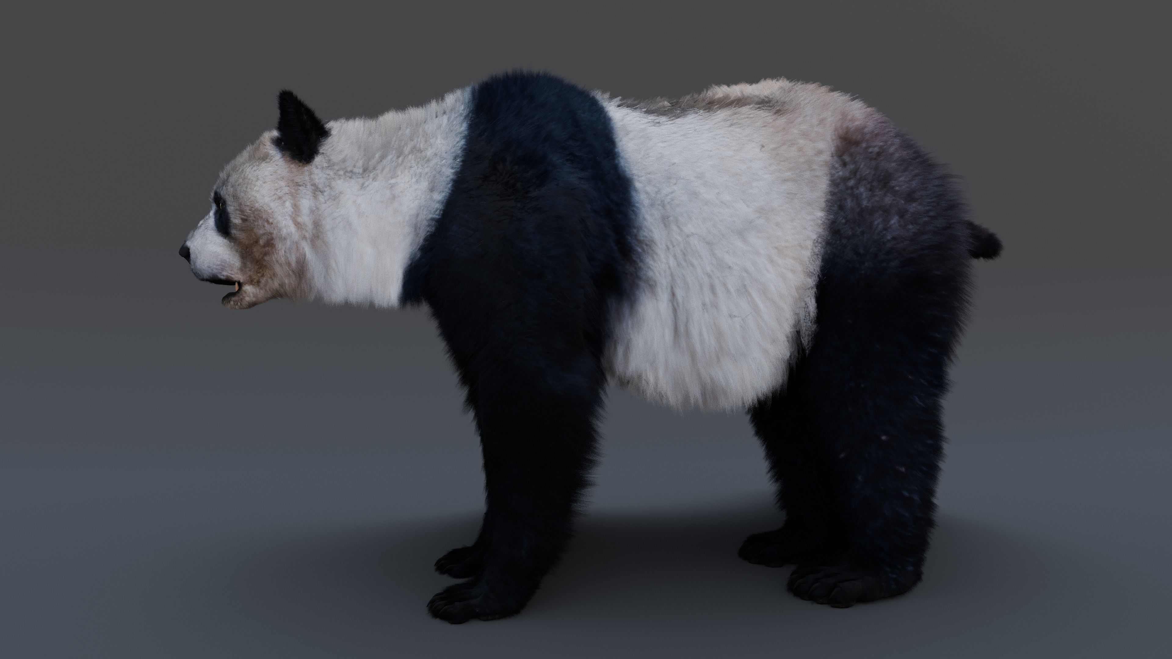 Panda Bear 3D model_9