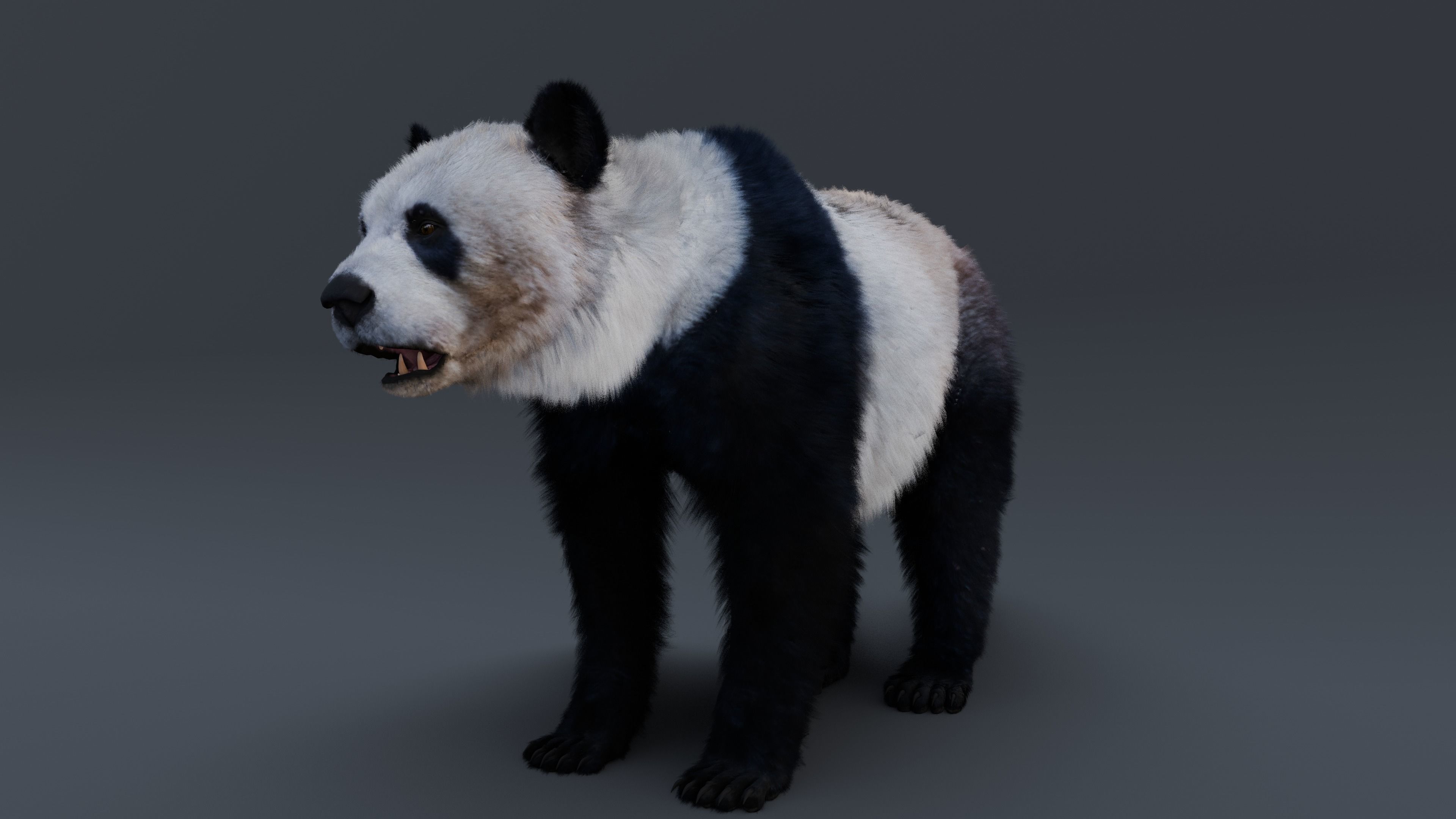 Panda Bear 3D model_8