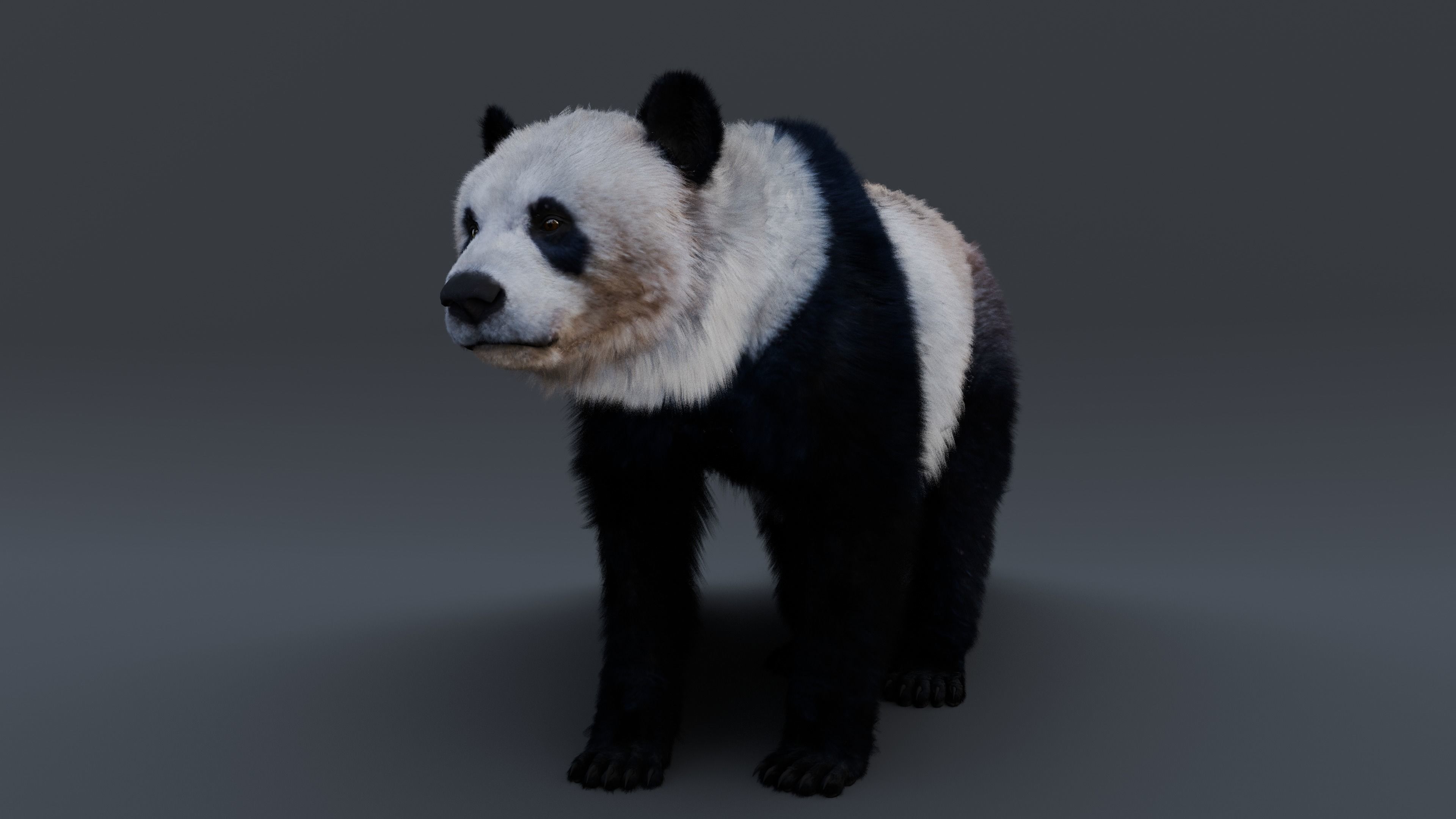 Panda Bear 3D model_7