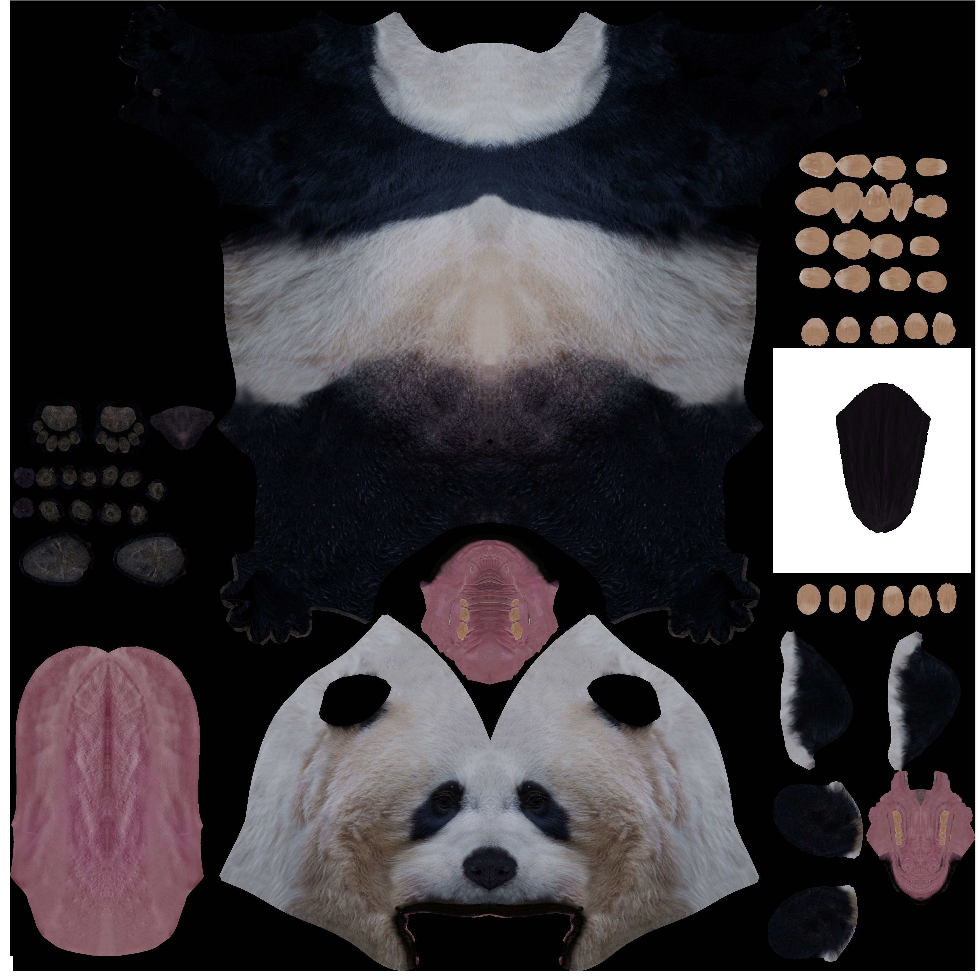Panda Bear 3D model_13