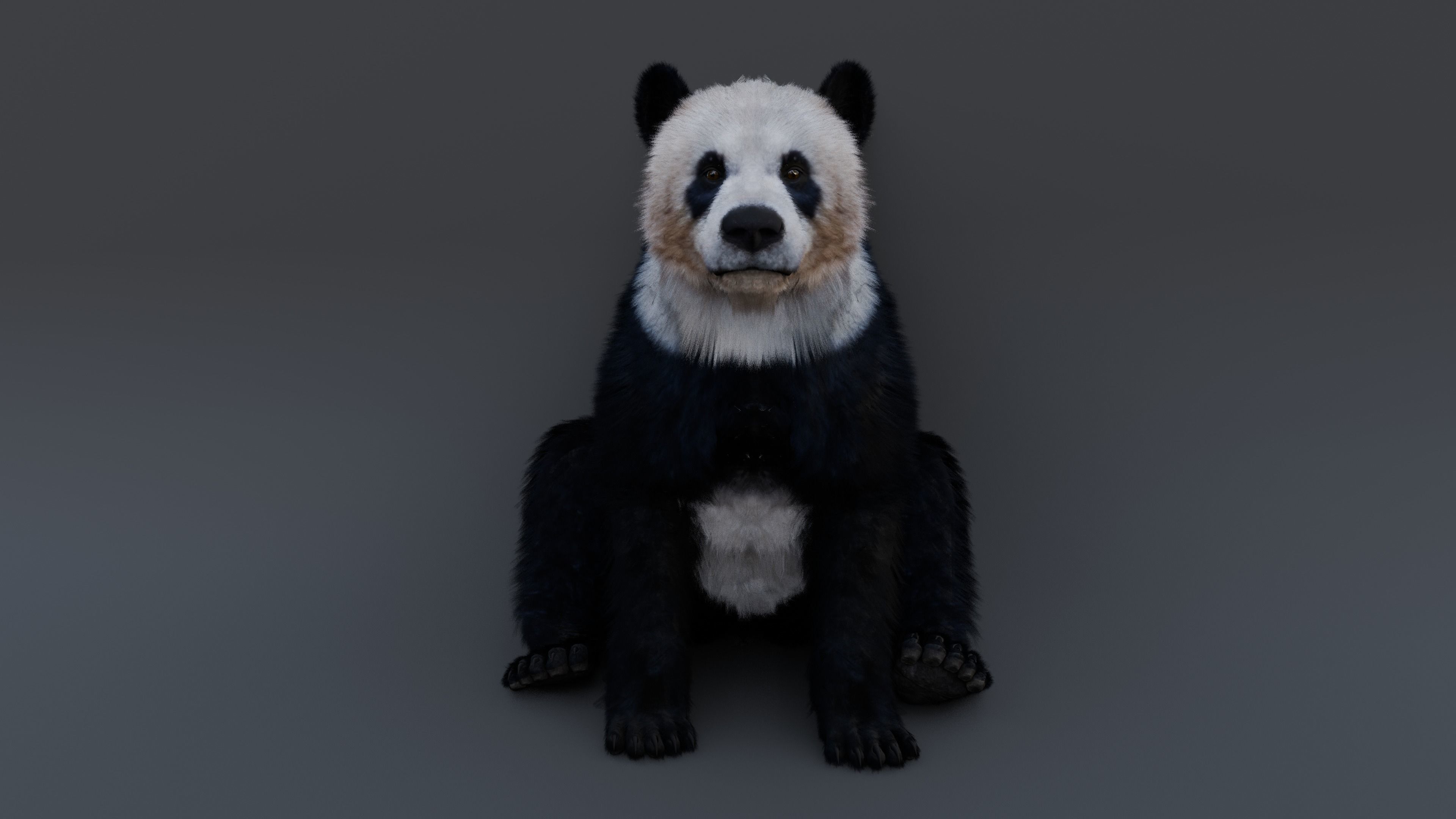 Panda Bear 3D model_12