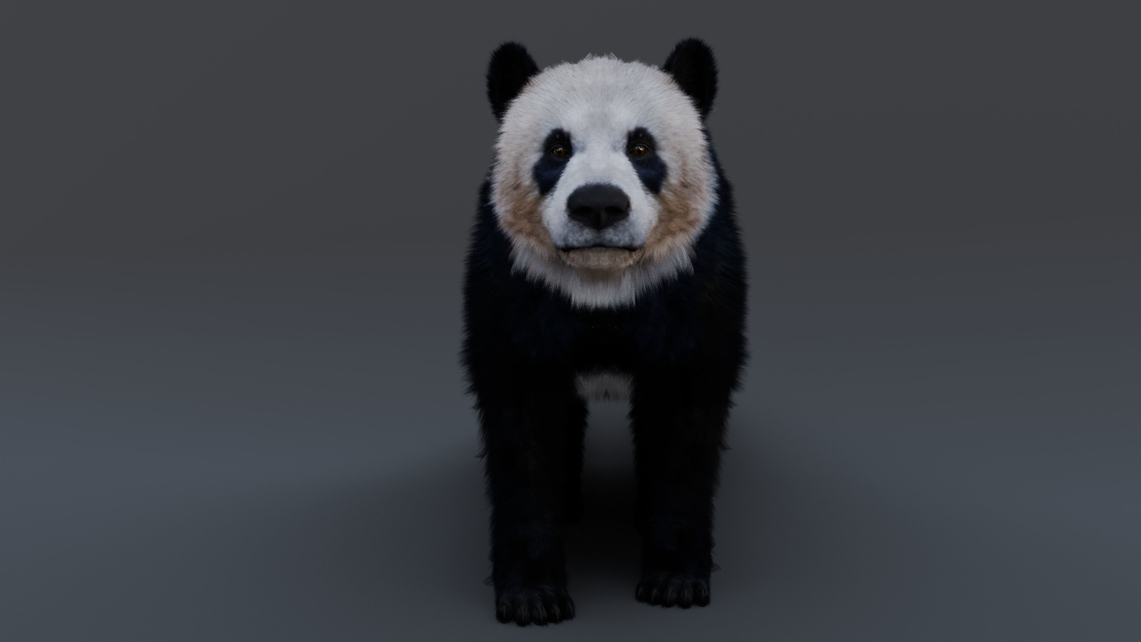 Panda Bear 3D model_5