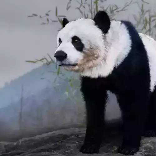 Panda Bear 3D model