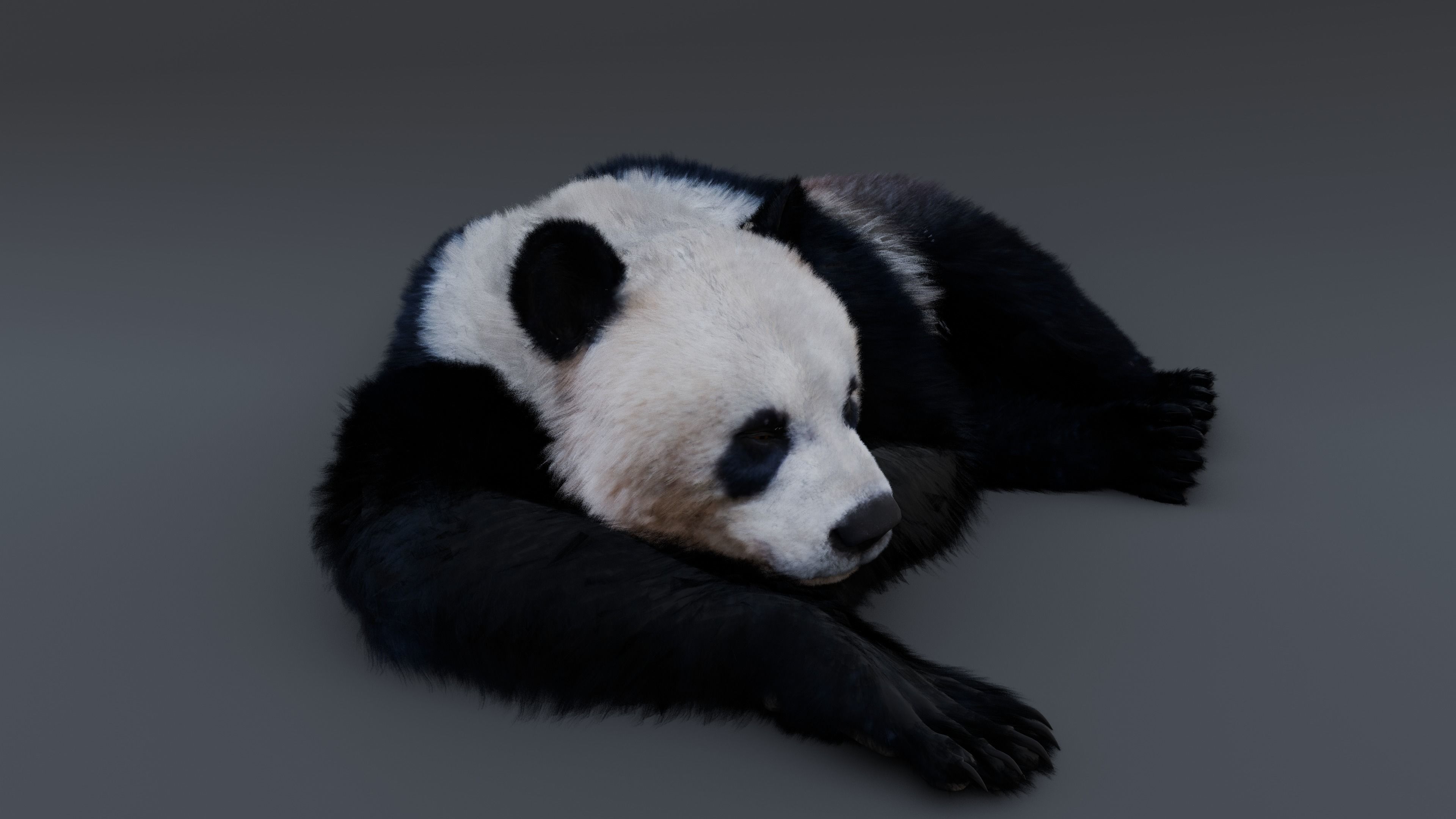 Panda Bear 3D model_4