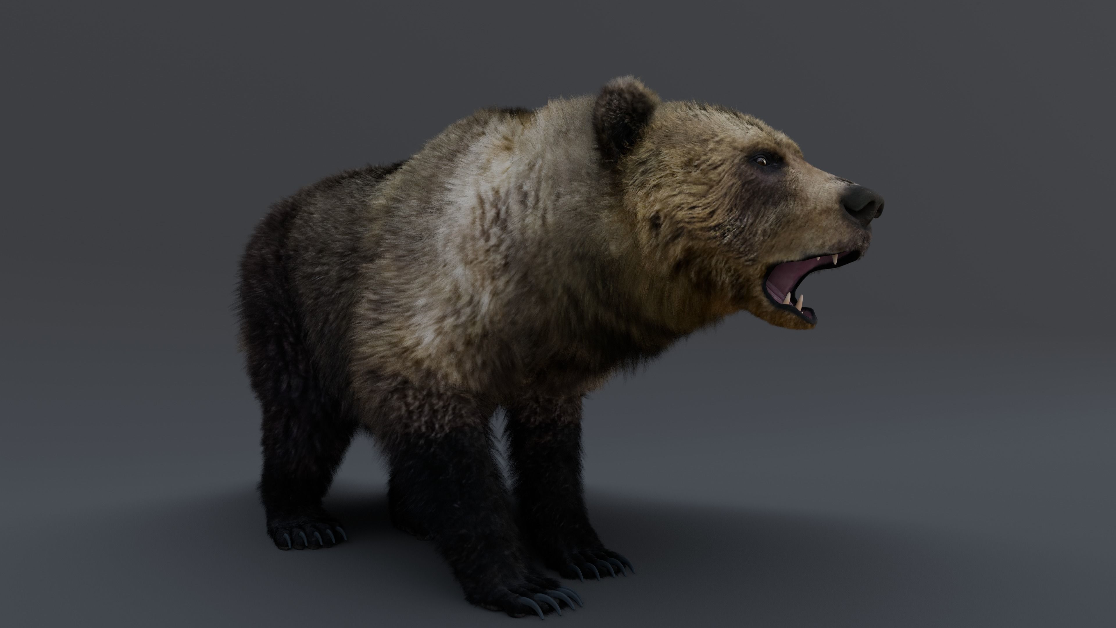 Grizzly Bear 3D model_14