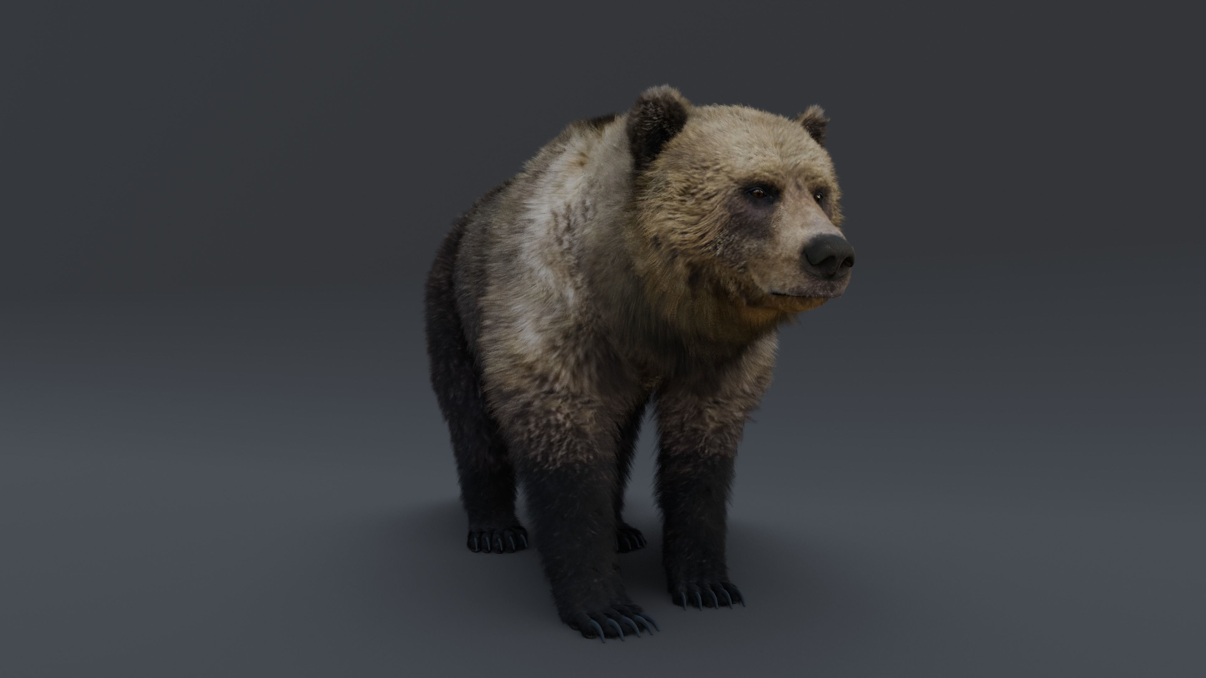 Grizzly Bear 3D model_33