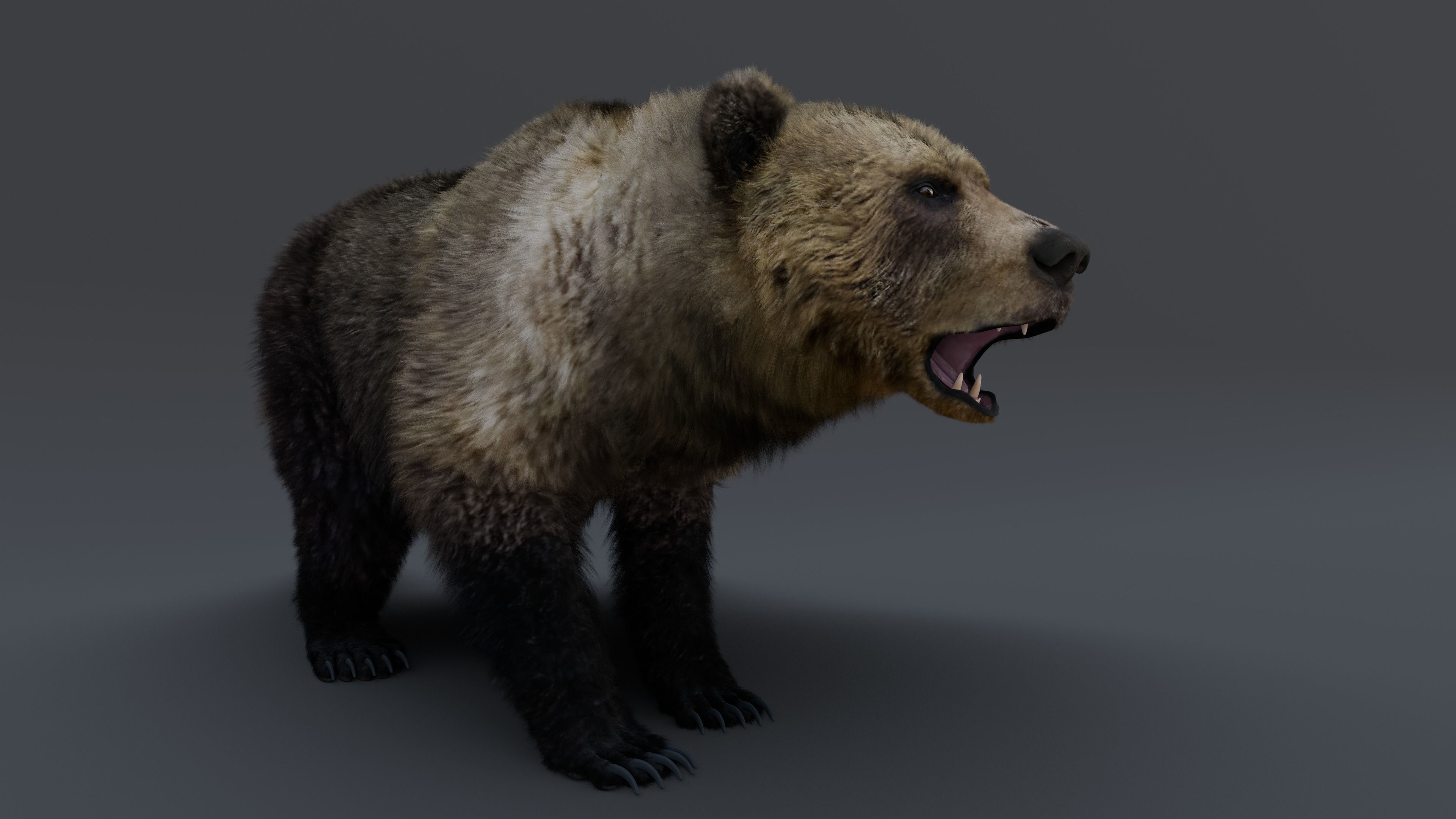 Grizzly Bear 3D model_36