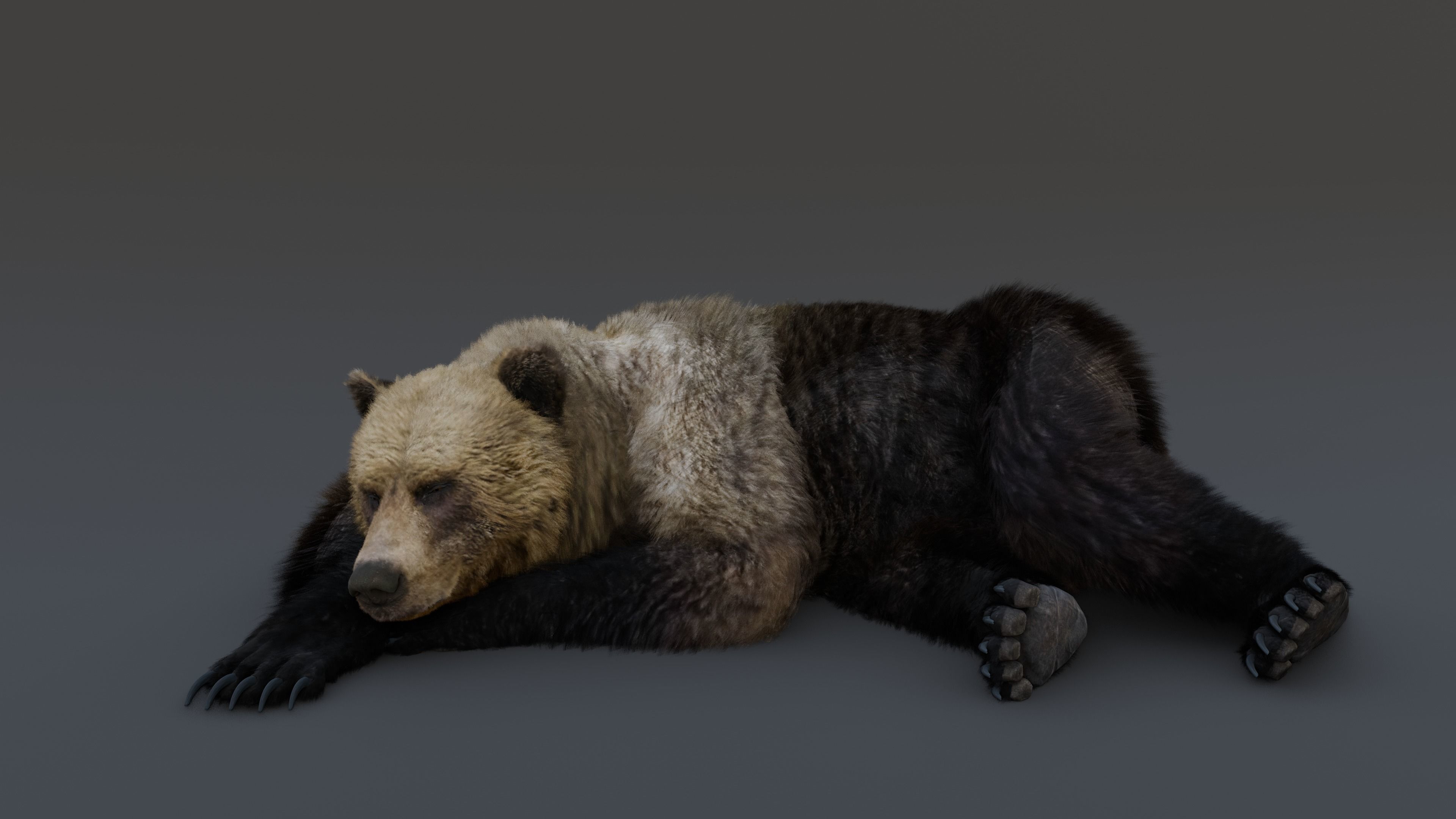 Grizzly Bear 3D model_19