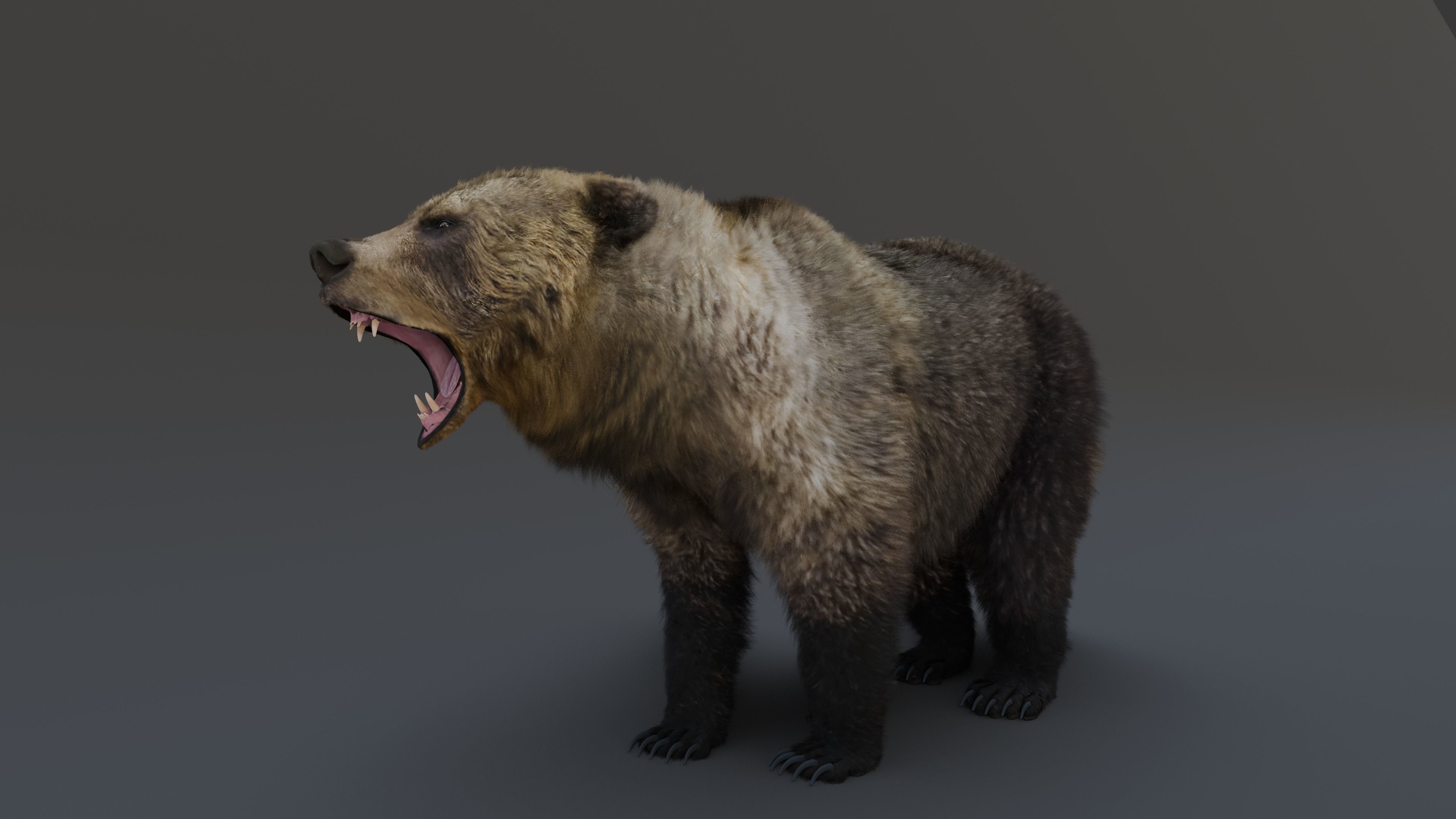 Grizzly Bear 3D model_13
