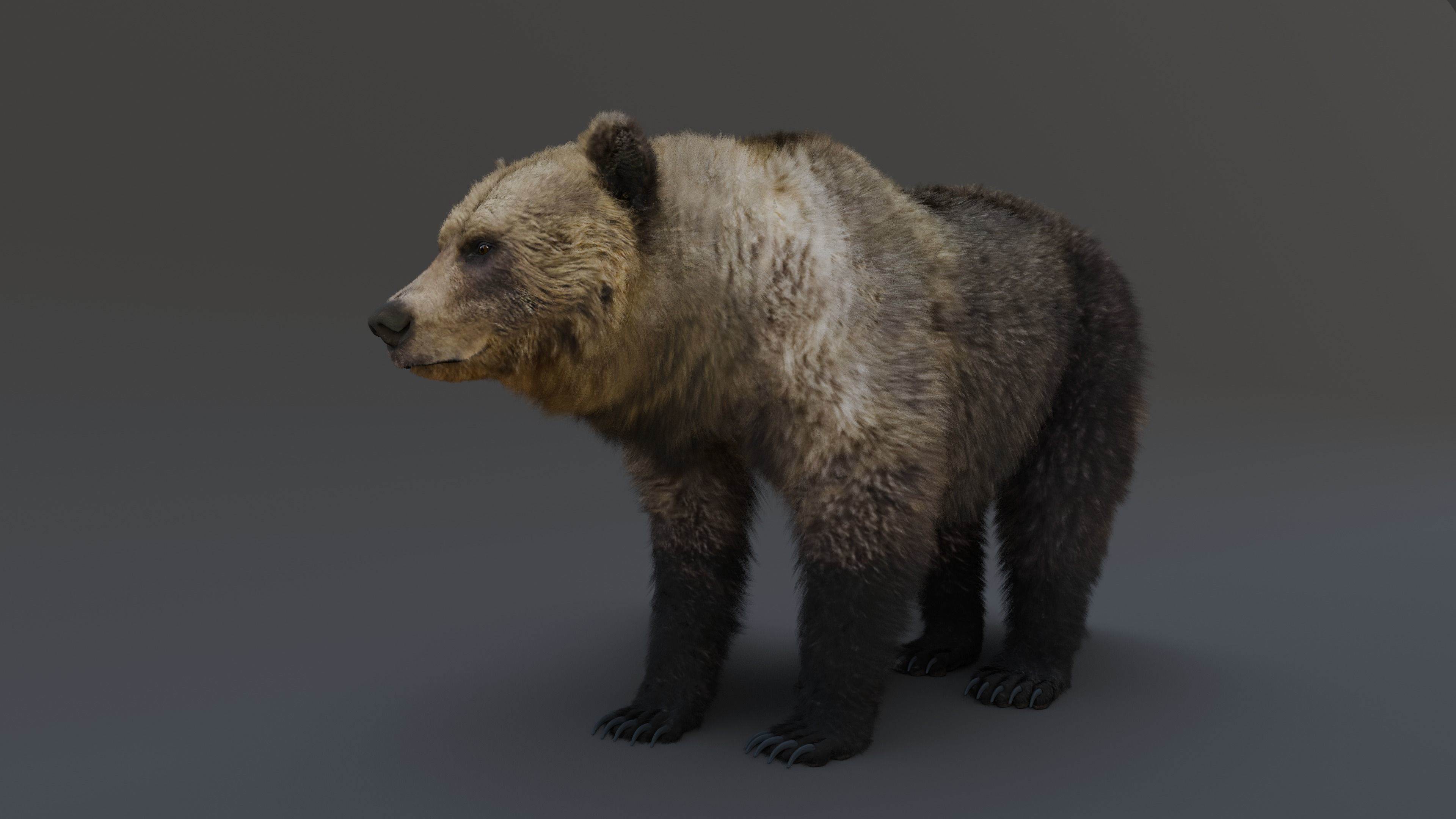 Grizzly Bear 3D model_32