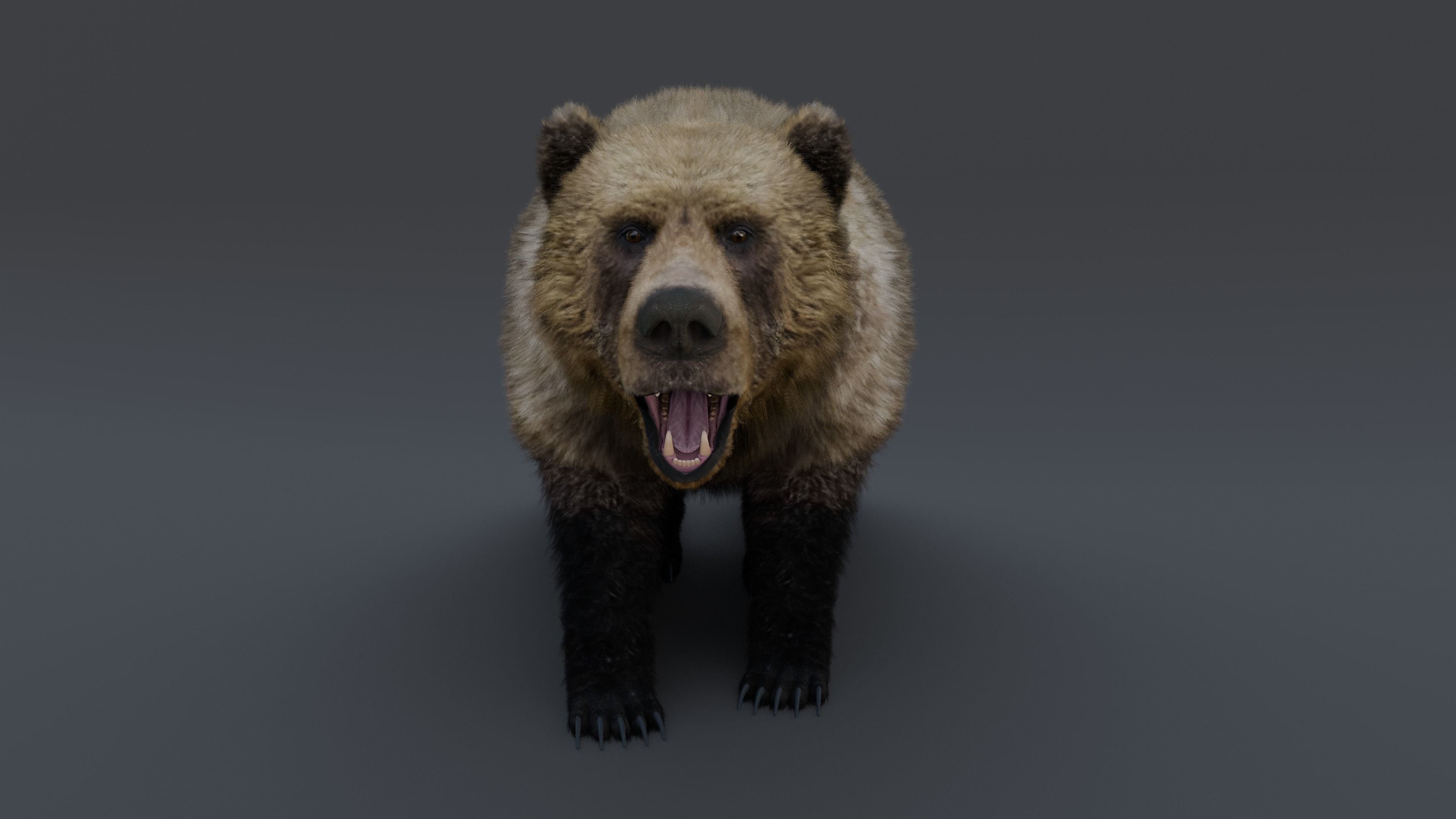 Grizzly Bear 3D model_37