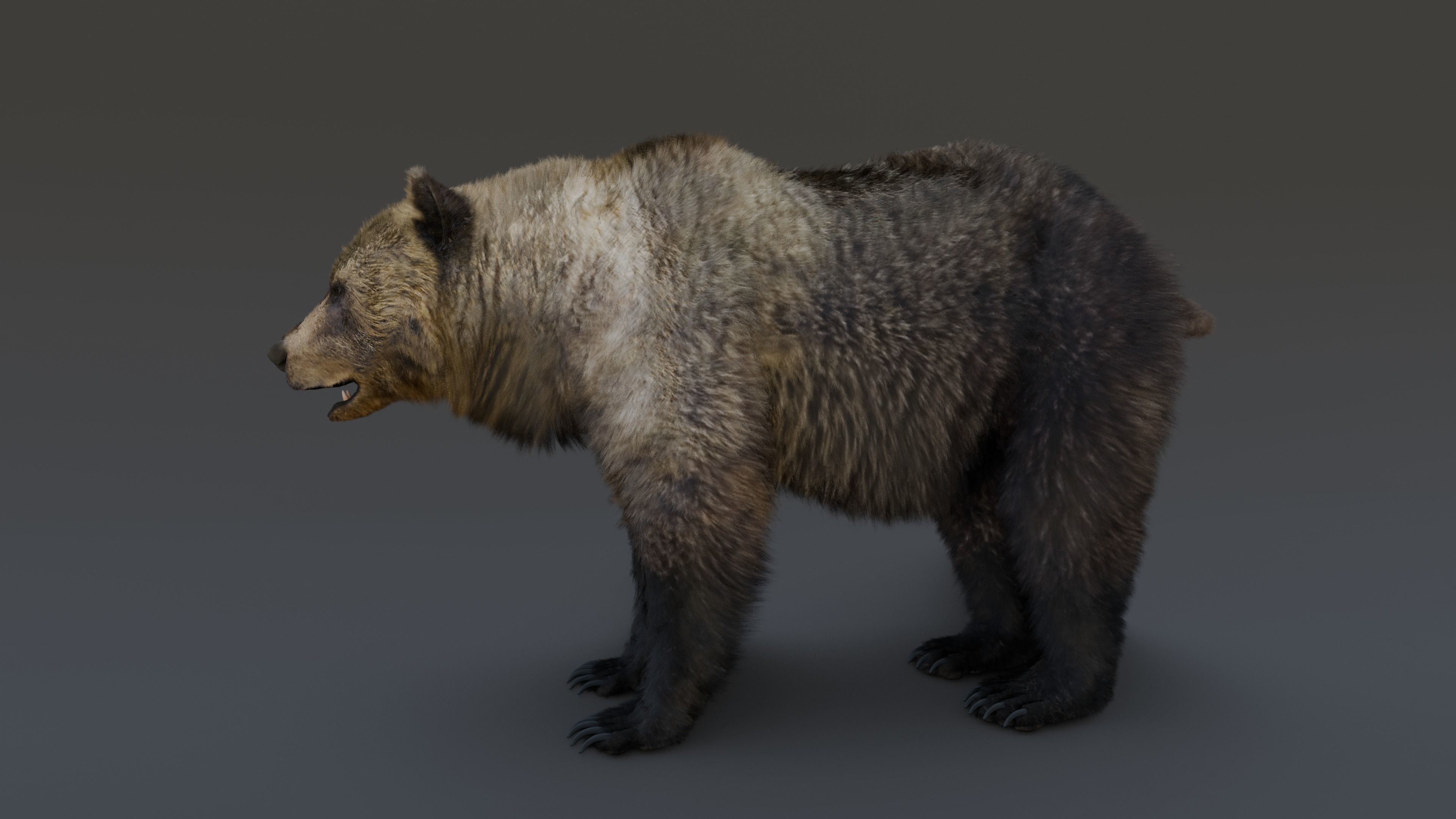 Grizzly Bear 3D model_23