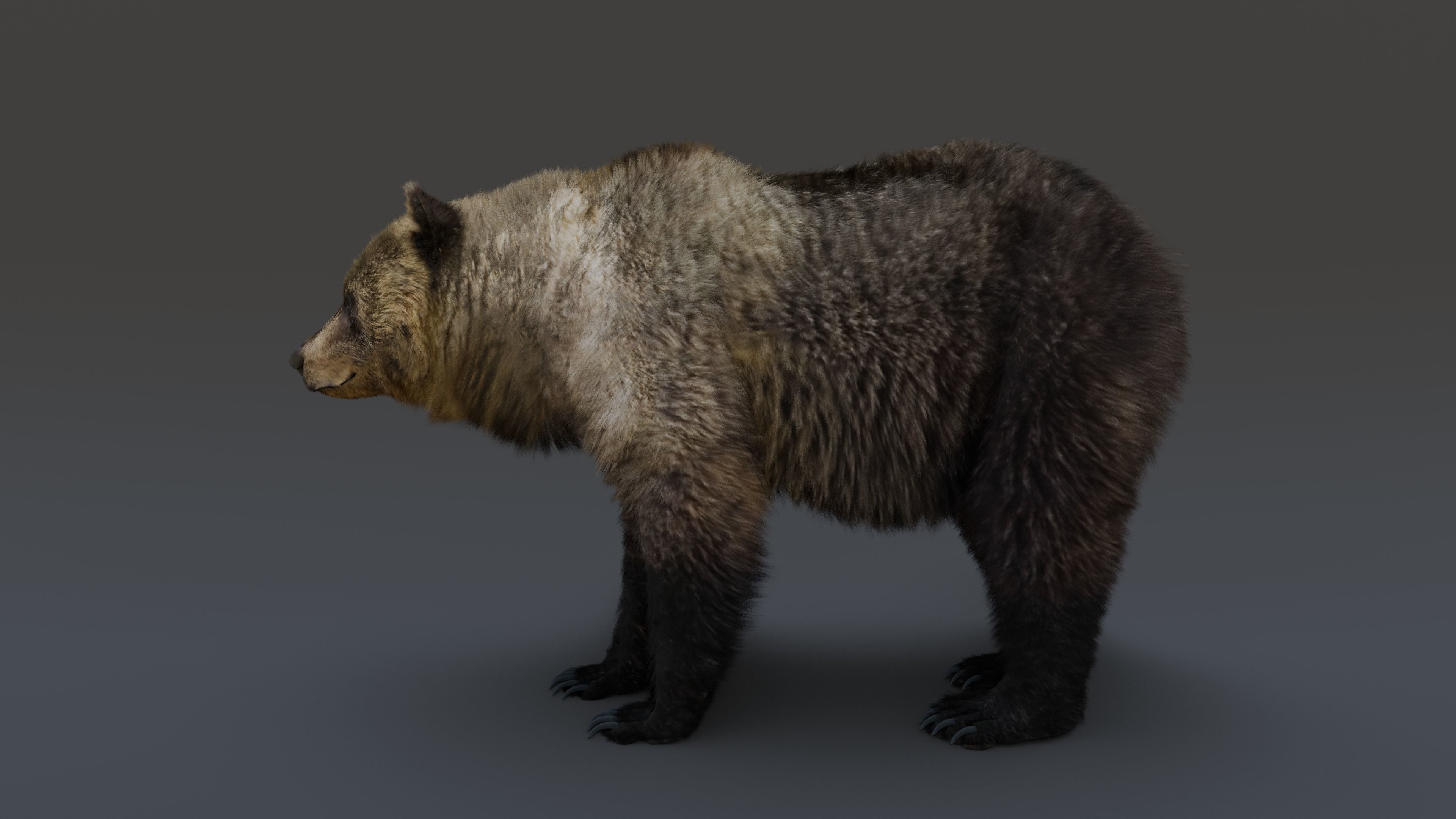 Grizzly Bear 3D model_15
