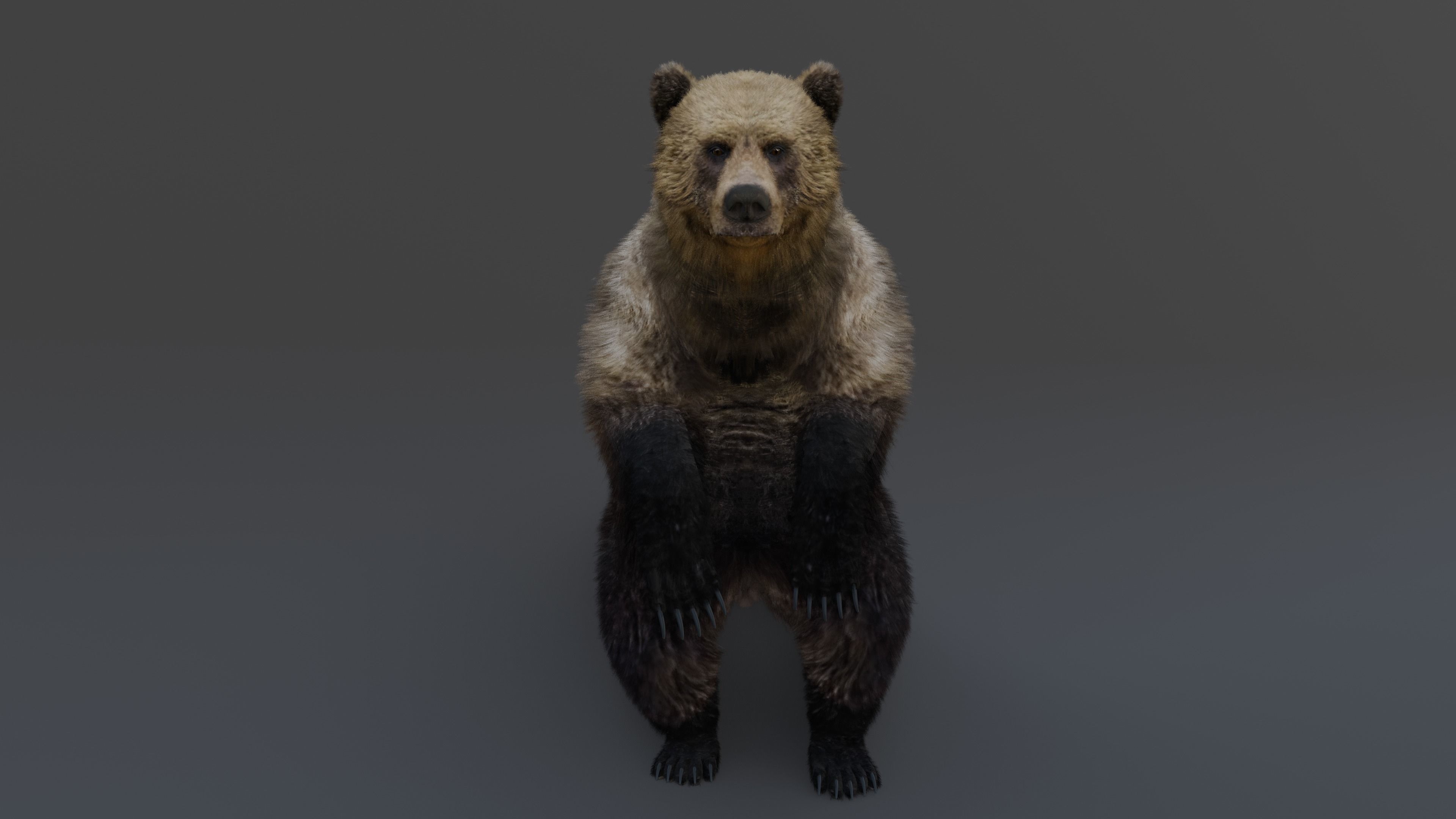 Grizzly Bear 3D model_9