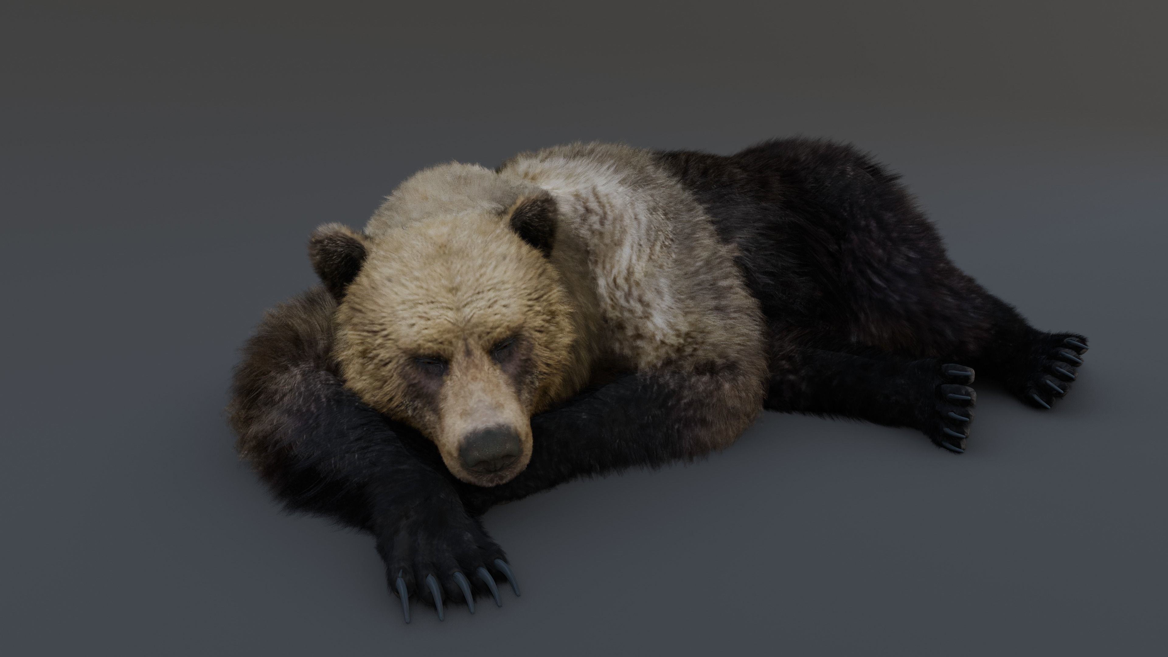 Grizzly Bear 3D model_7