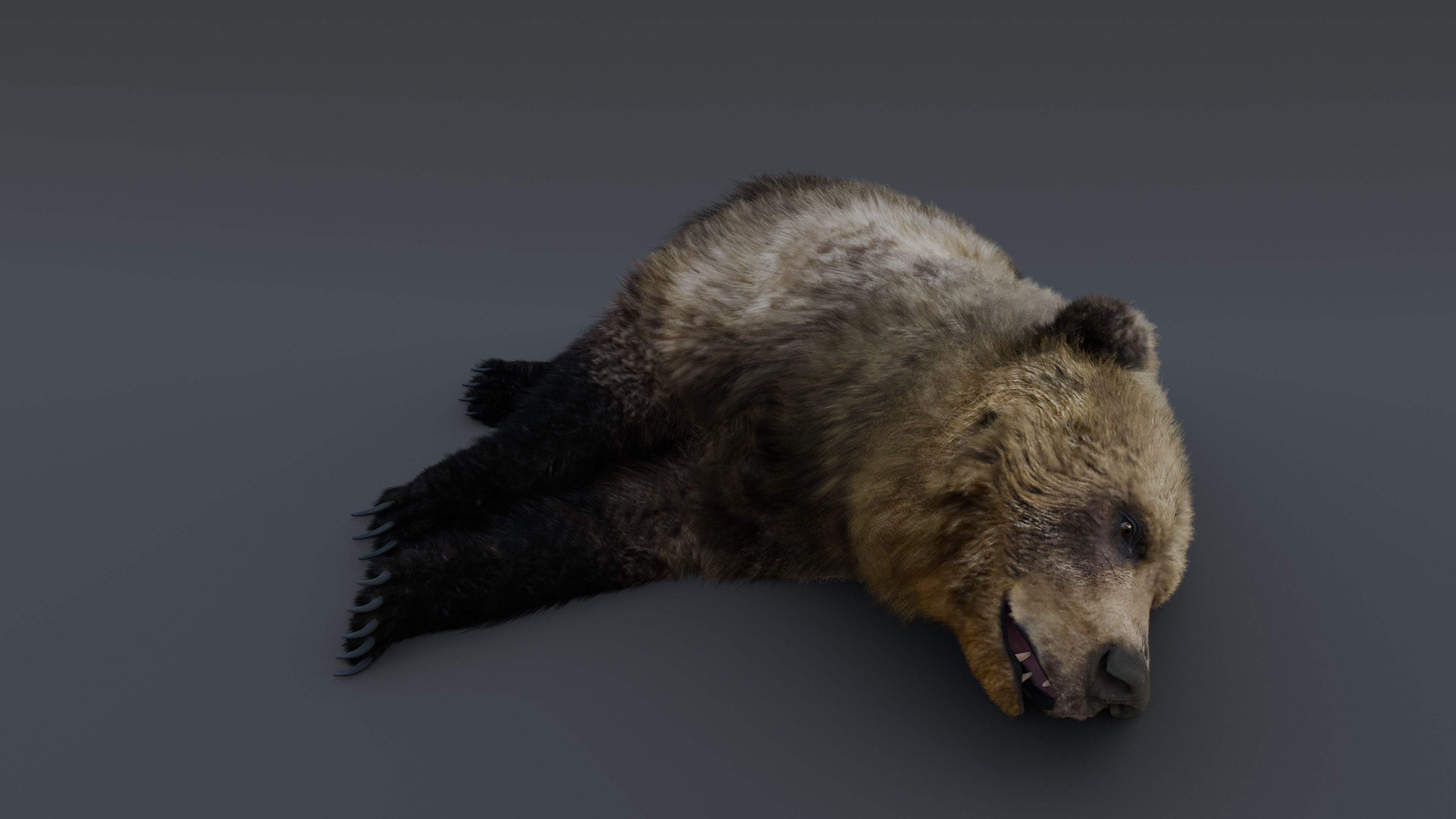 Grizzly Bear 3D model_8