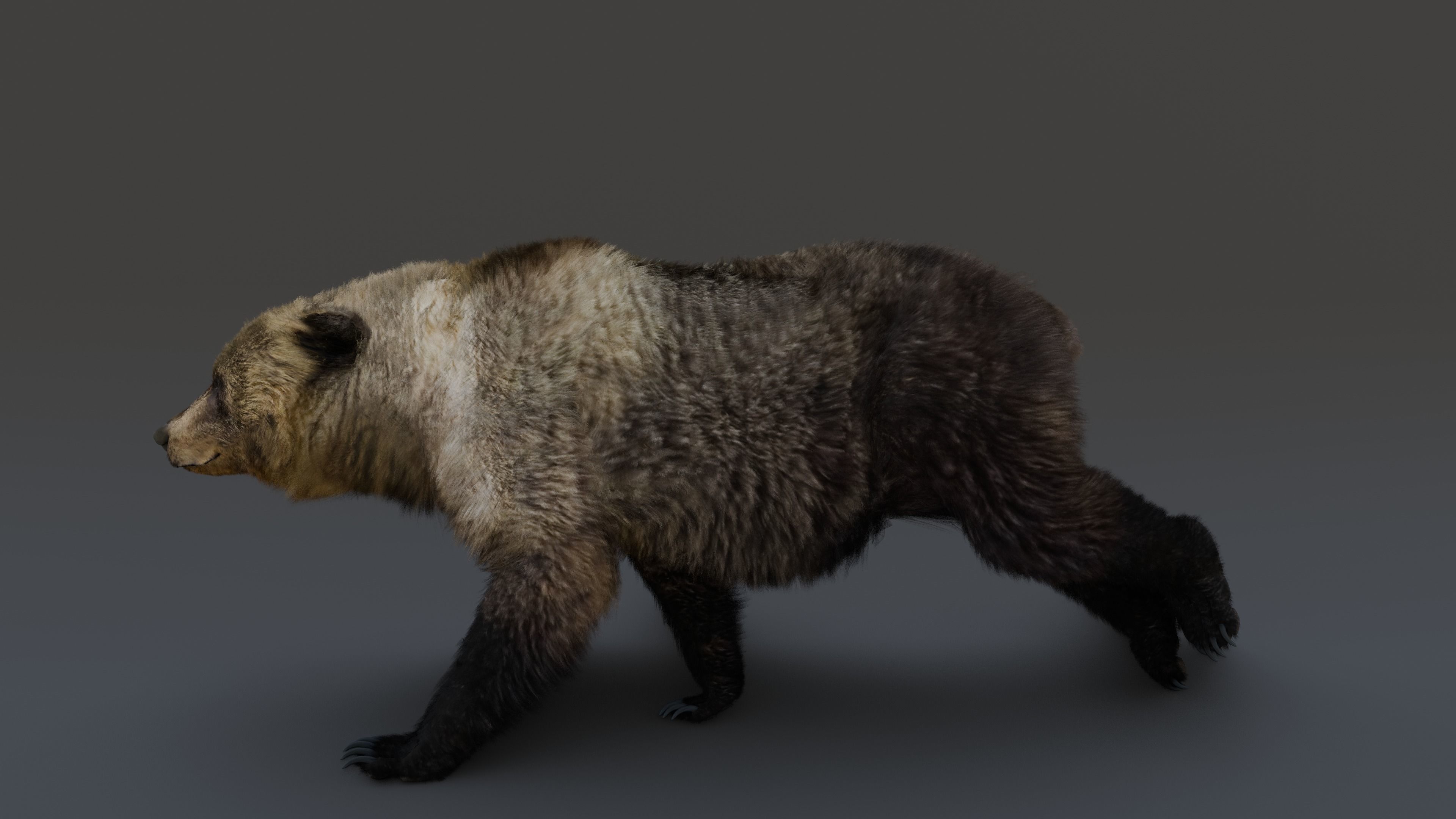 Grizzly Bear 3D model_18