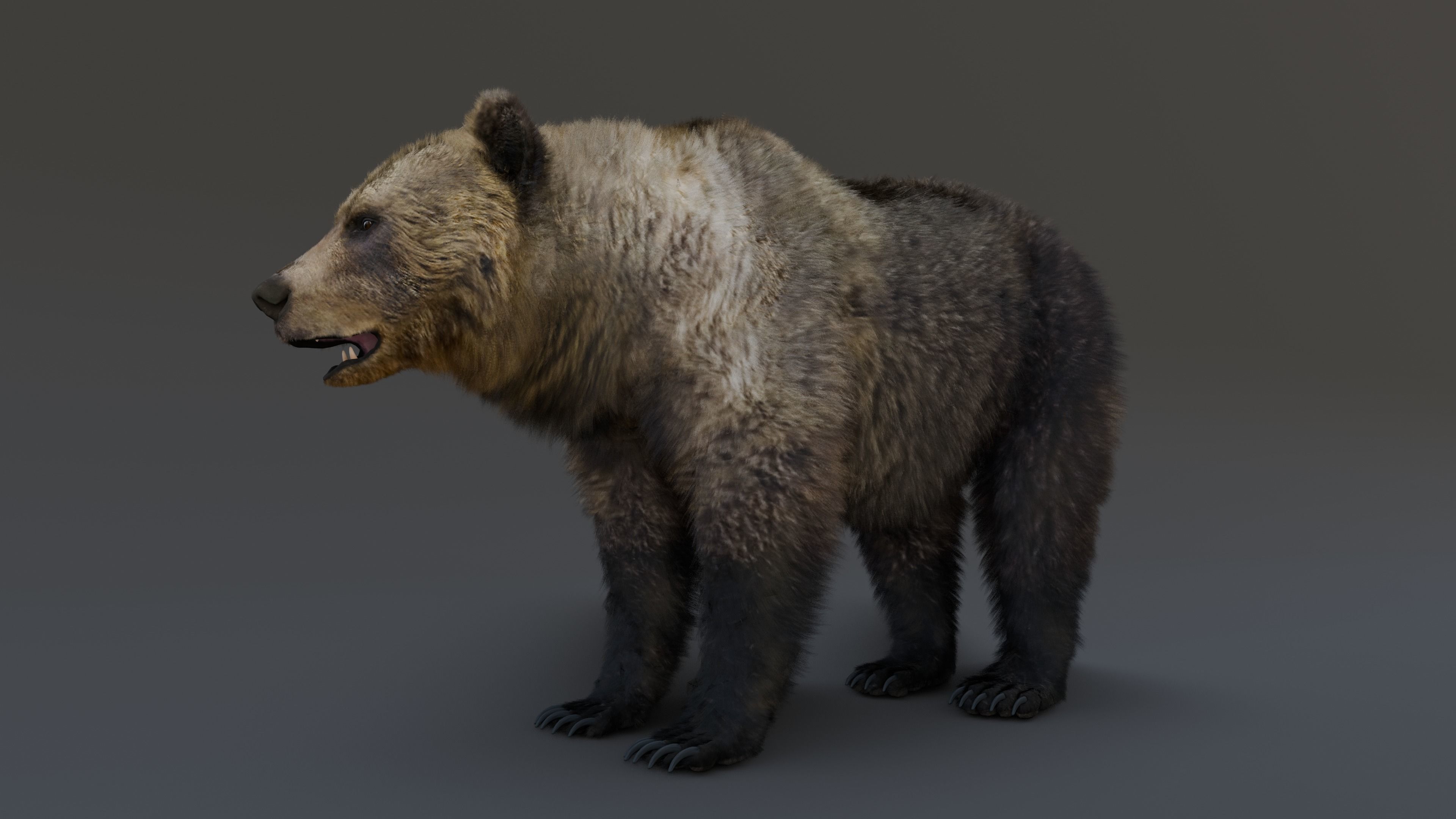 Grizzly Bear 3D model_25