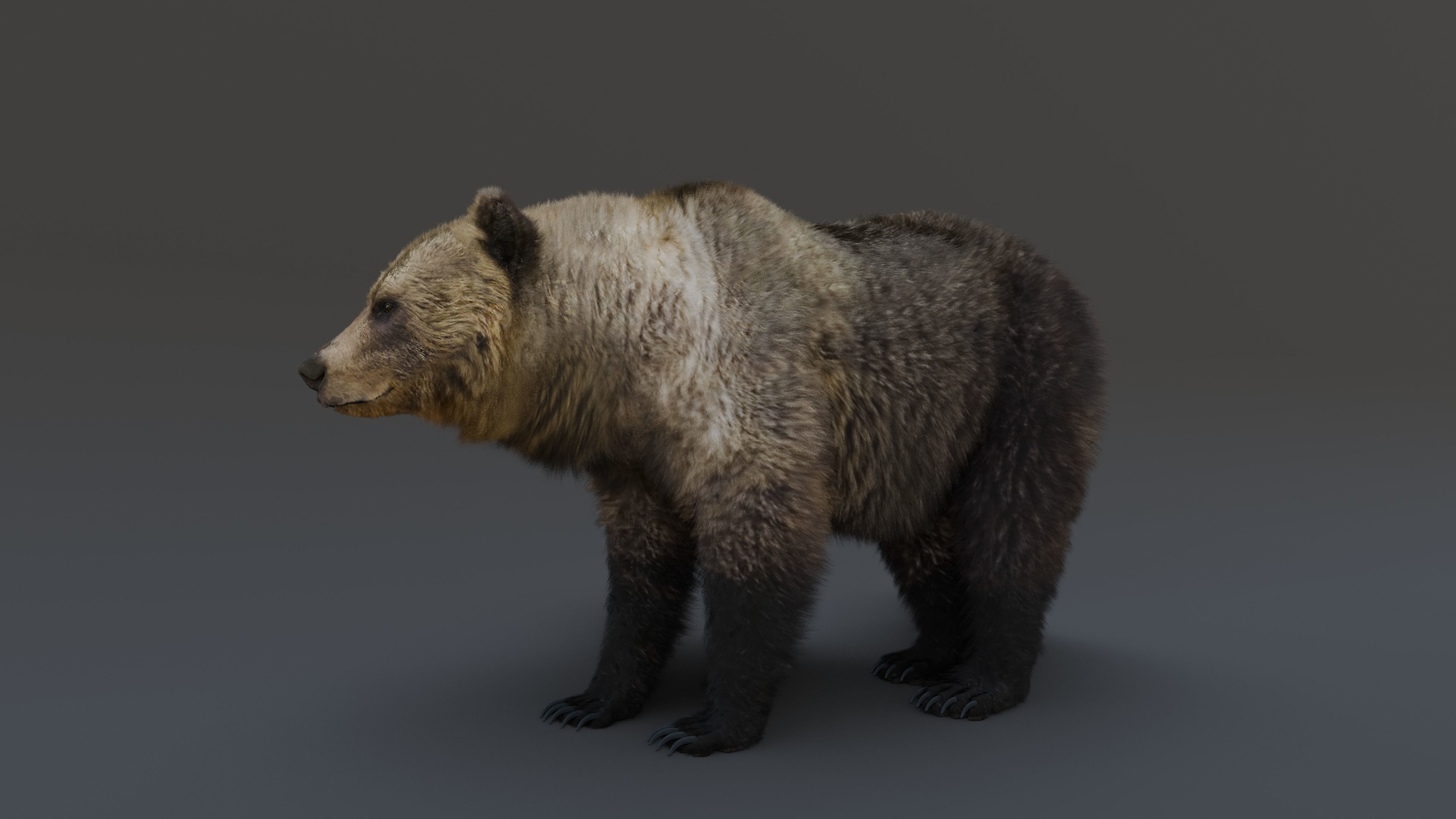 Grizzly Bear 3D model_21