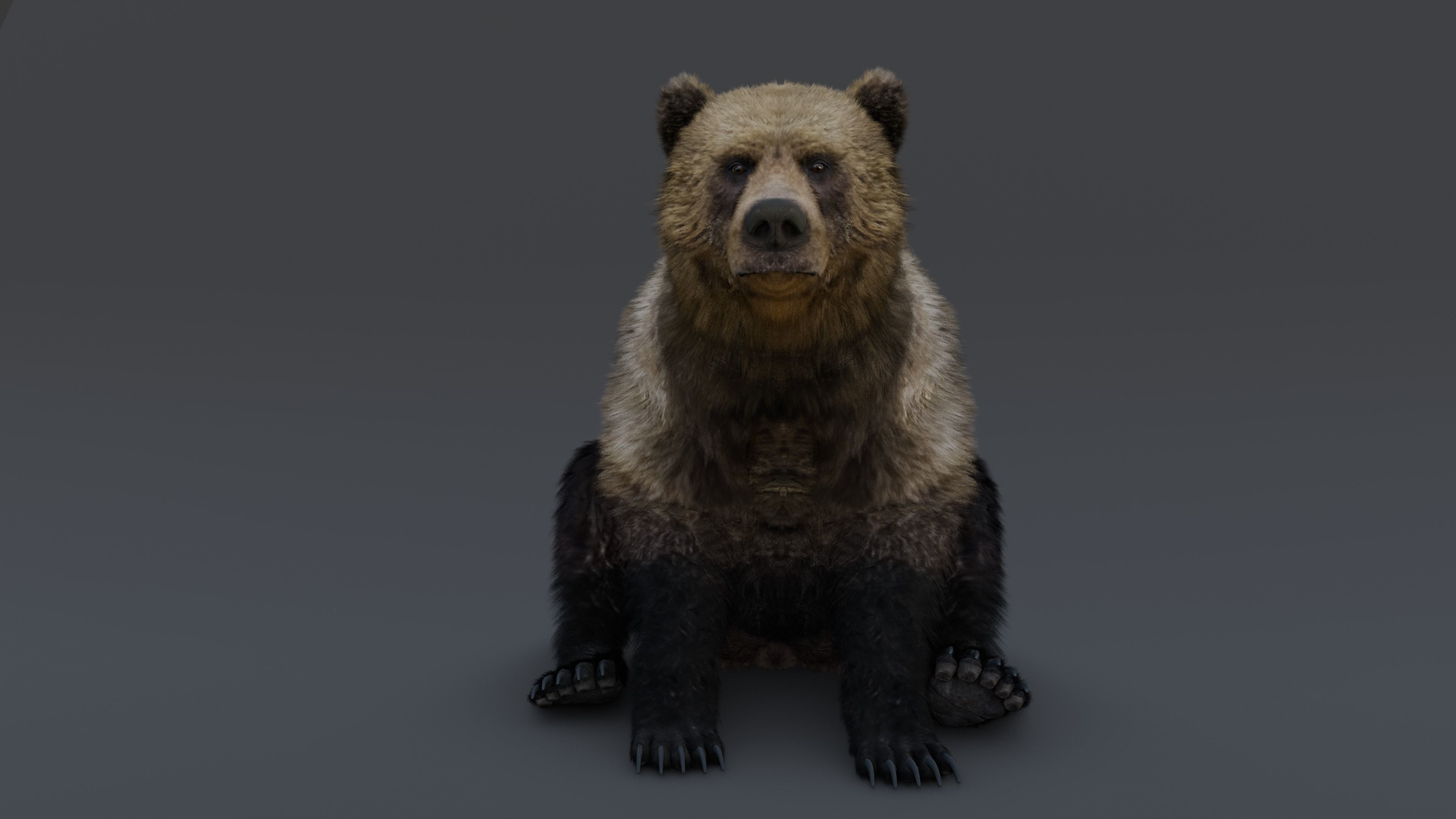 Grizzly Bear 3D model_20
