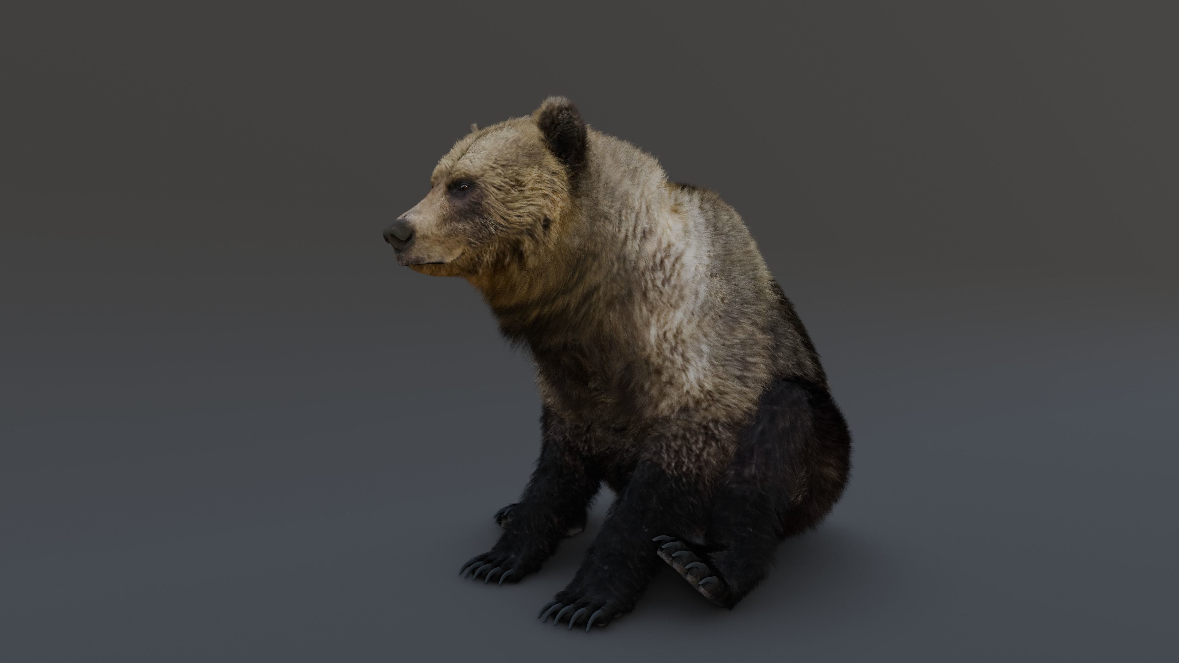 Grizzly Bear 3D model_22