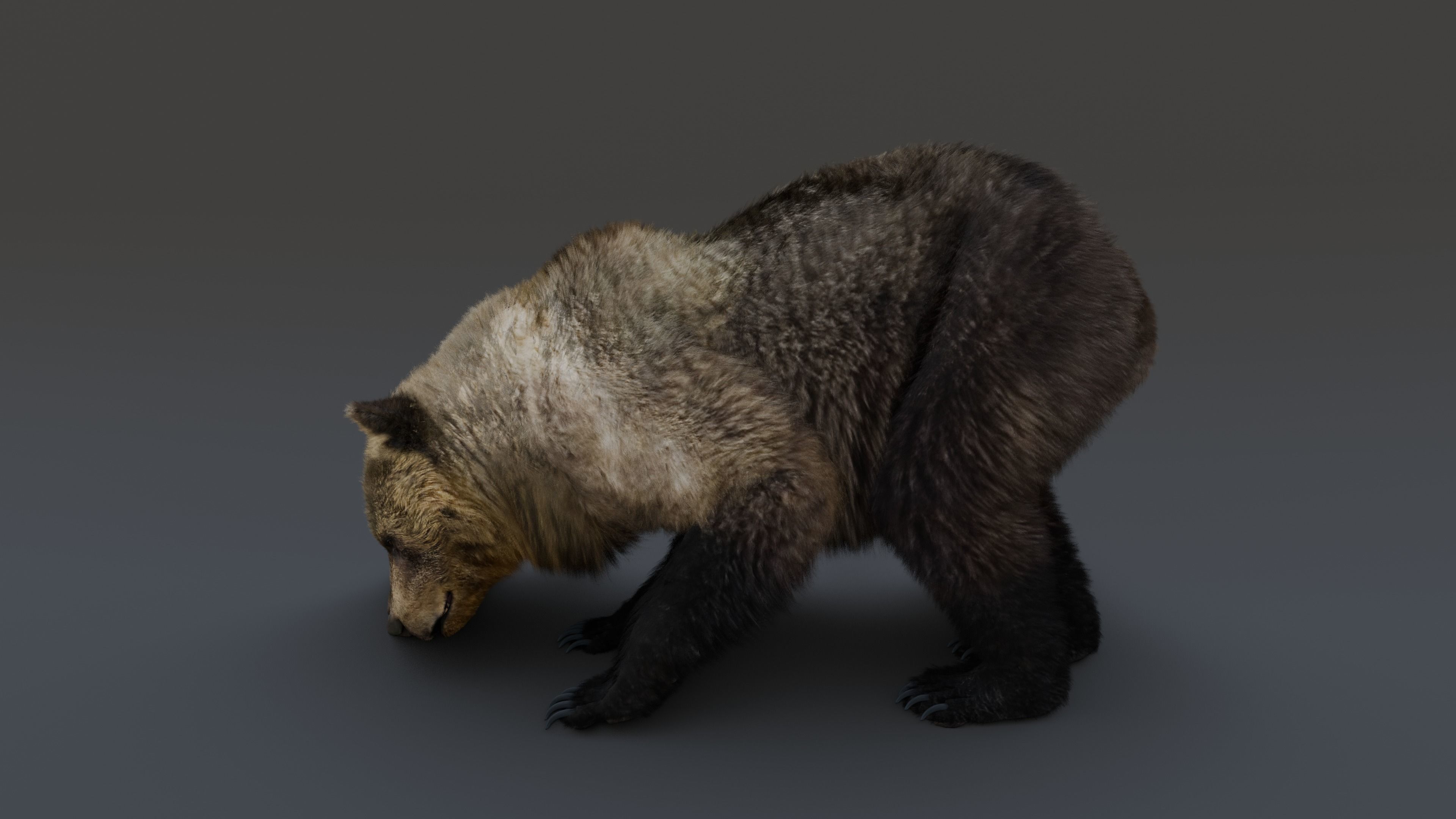Grizzly Bear 3D model_16