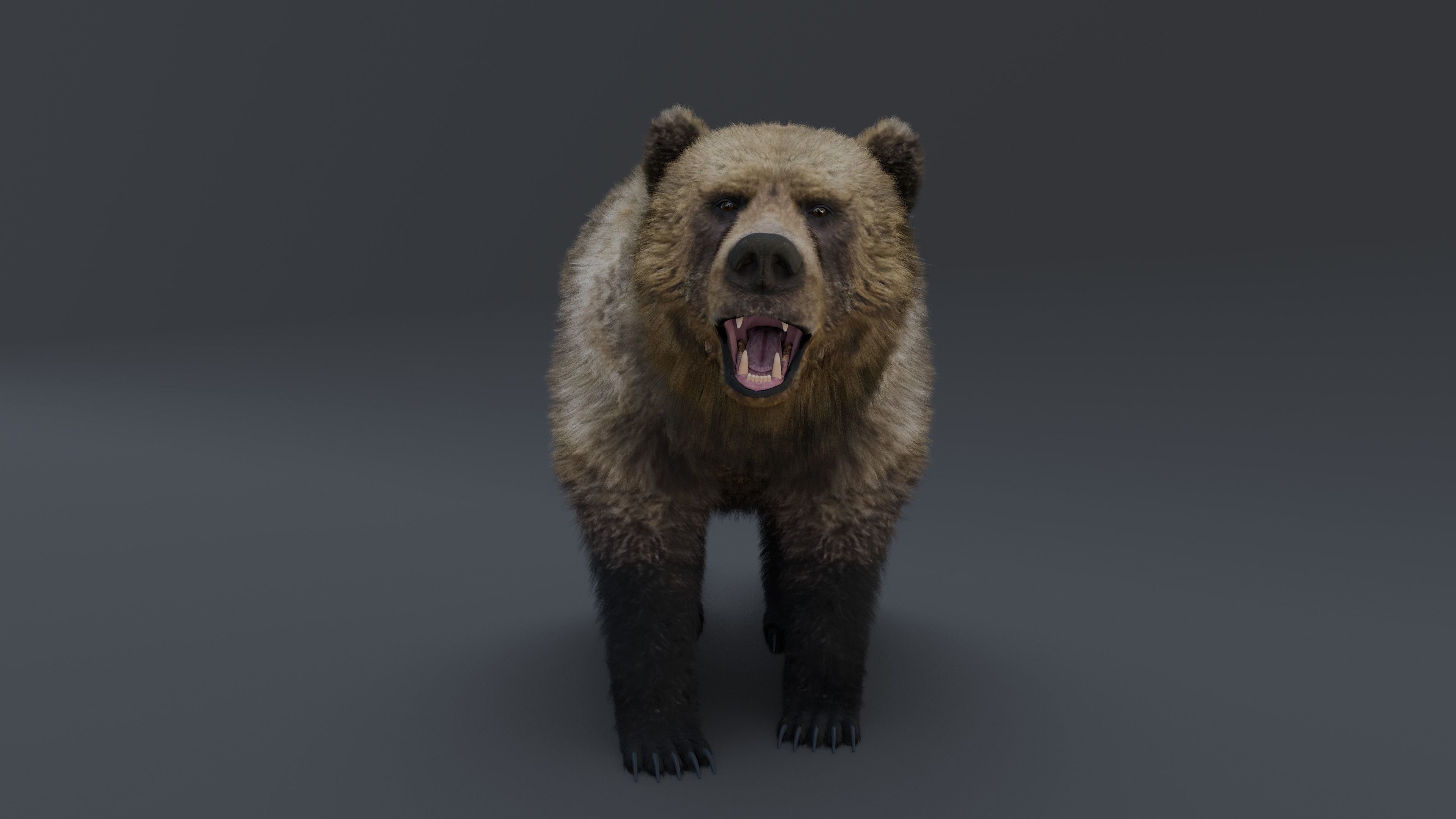 Grizzly Bear 3D model_35