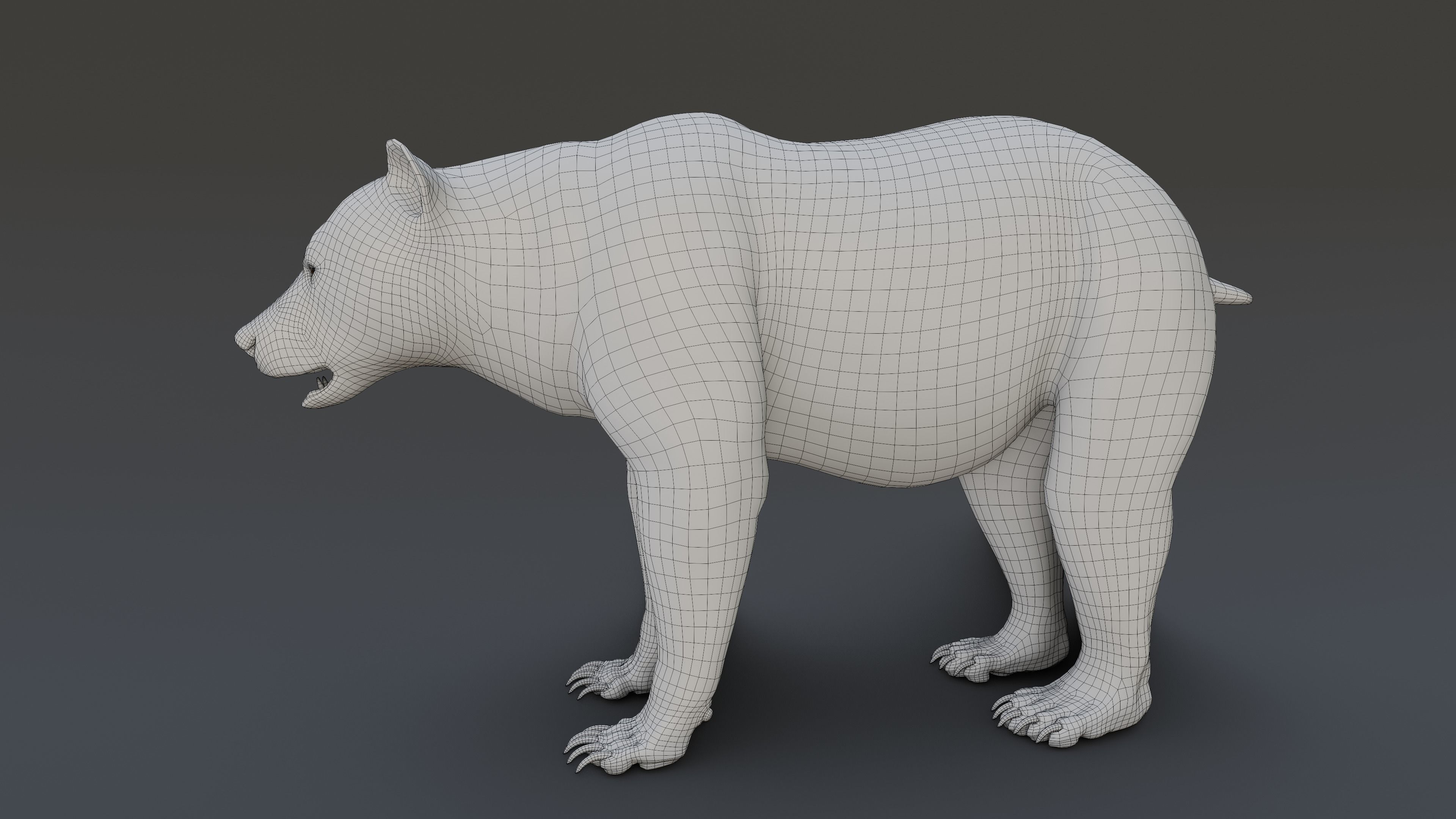 Grizzly Bear 3D model_11