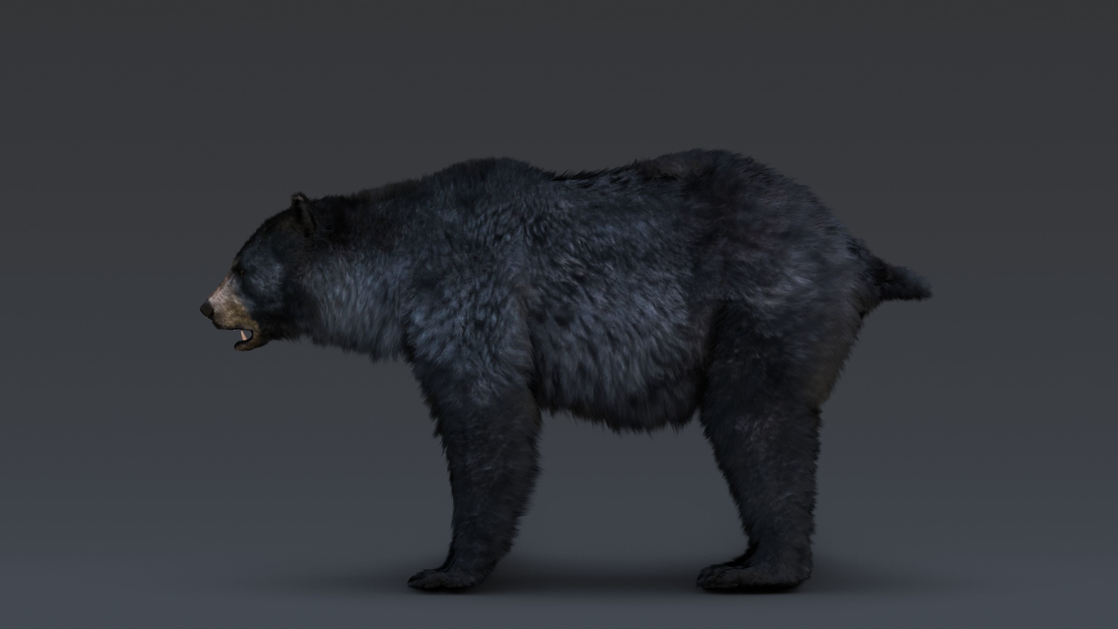 Black Bear 3D model_20